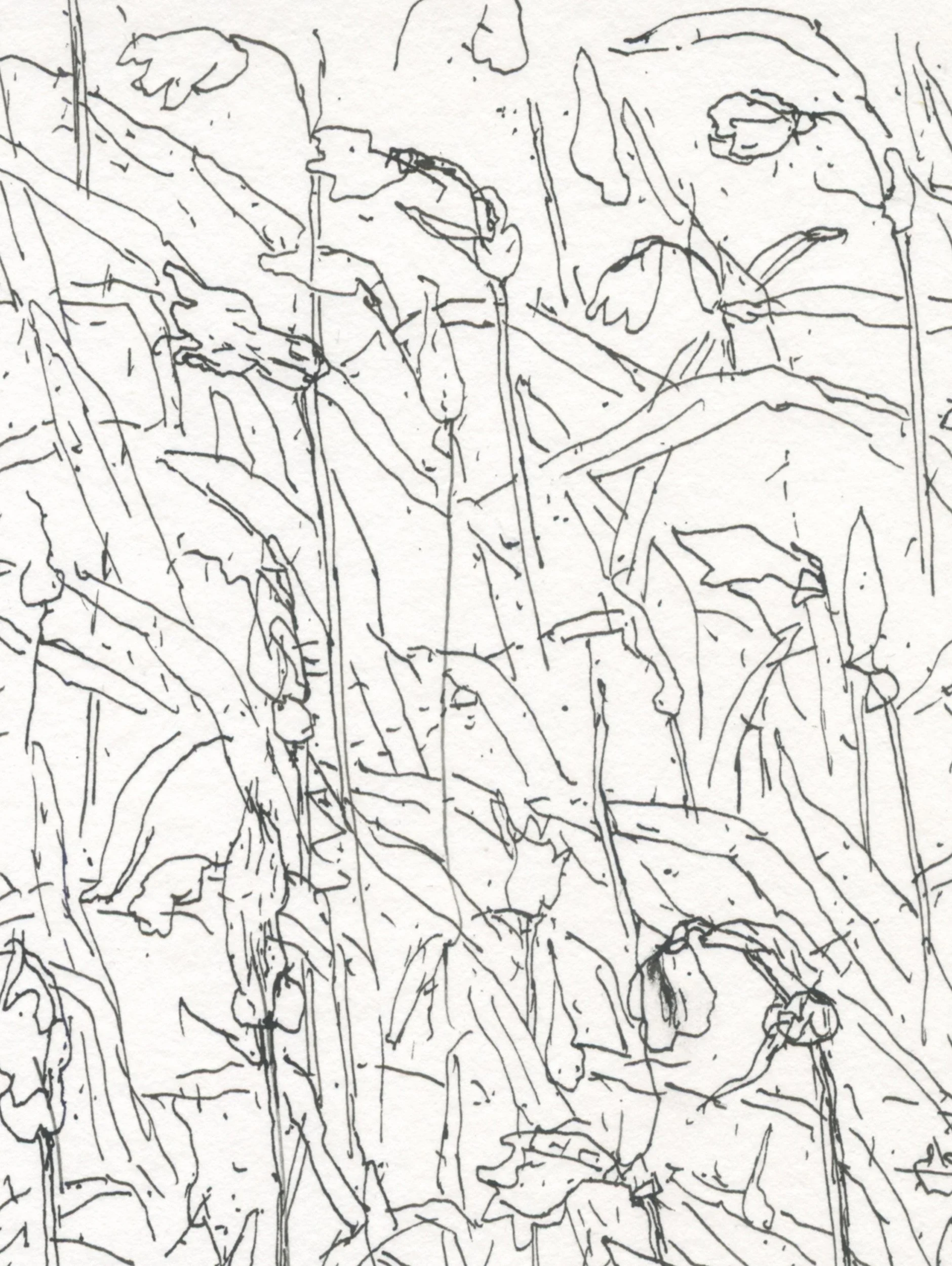 2Three cornered Leek web D.jpg