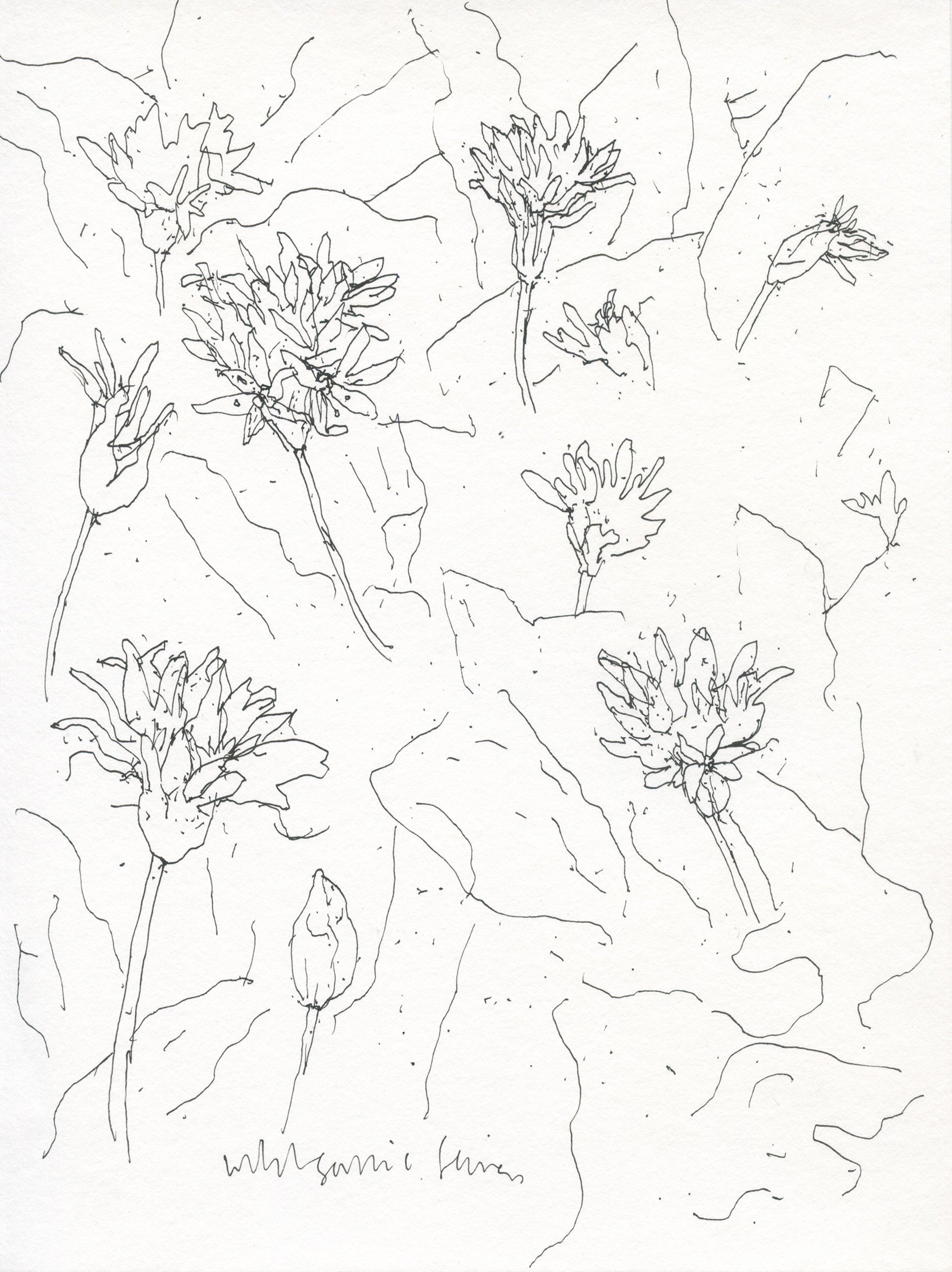 2Wild Garlic in flower web.jpg