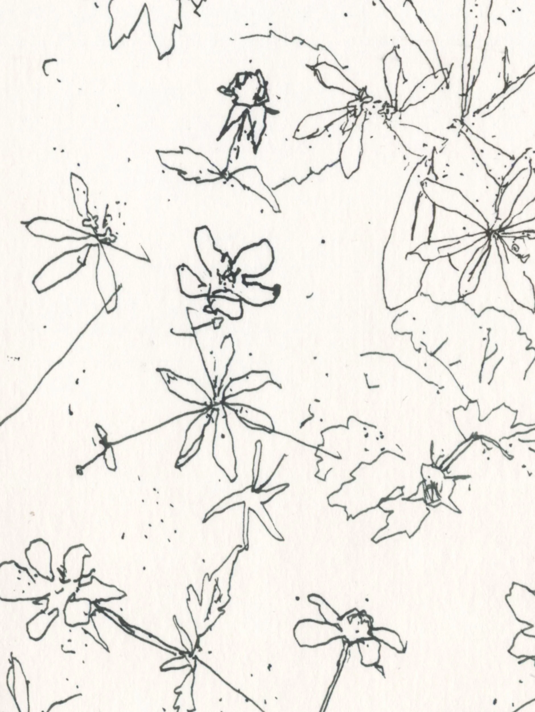 Wood Avens web D2.jpg