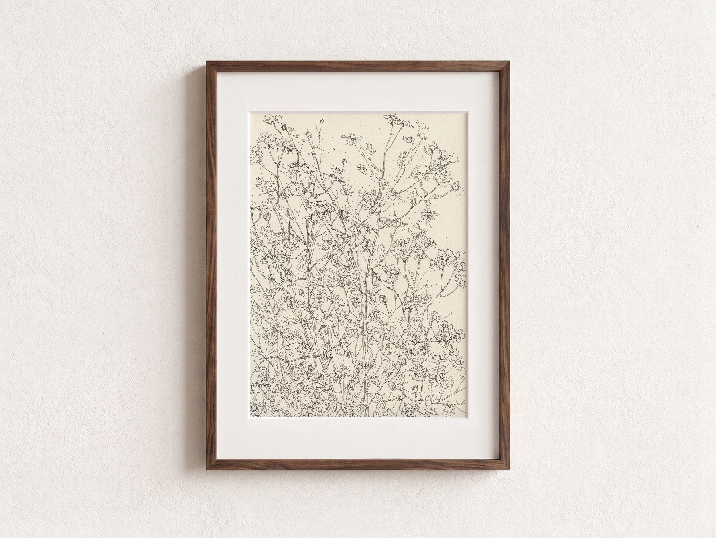 1Feverfew Dense web F.jpg
