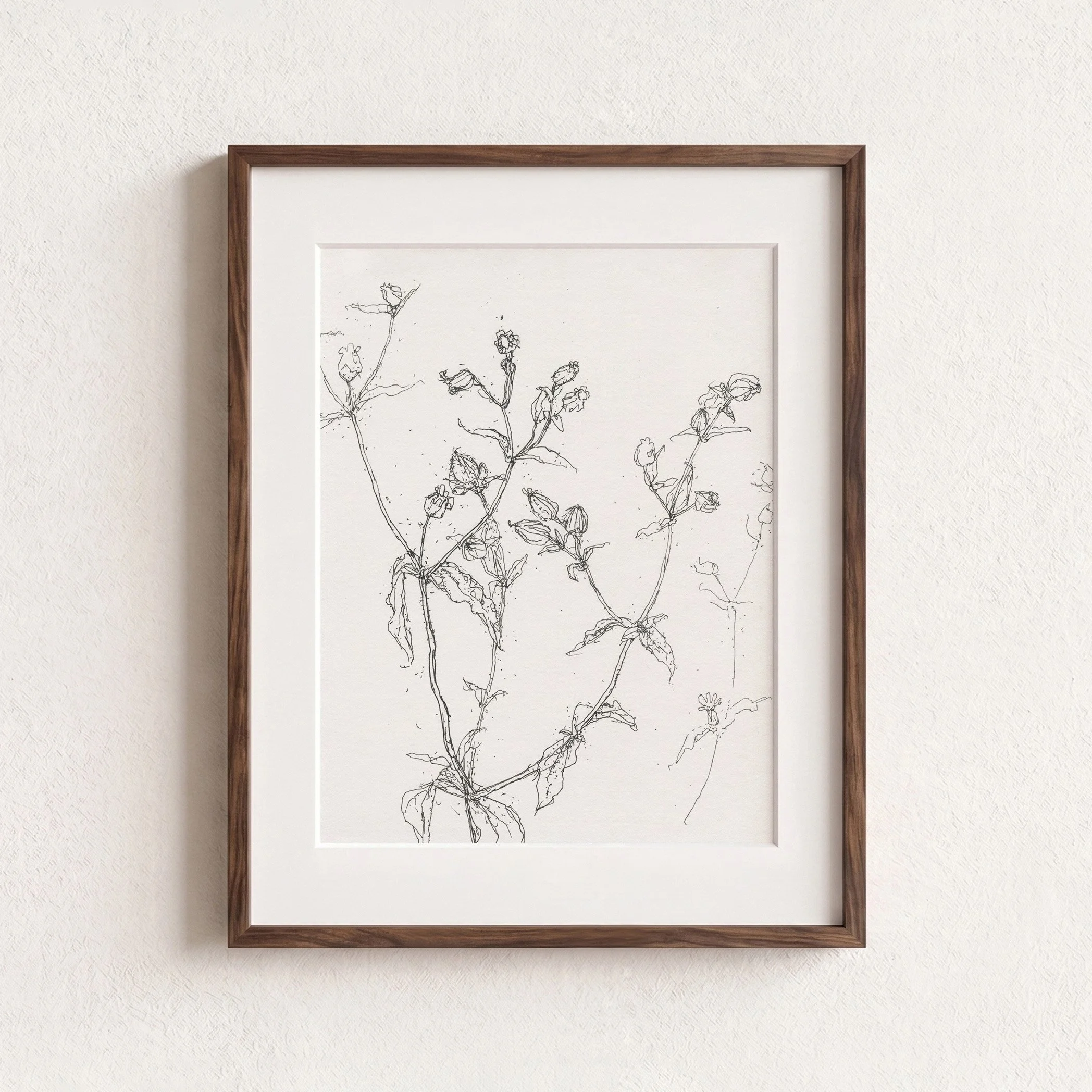 2Campion Seedheads_web F.jpg
