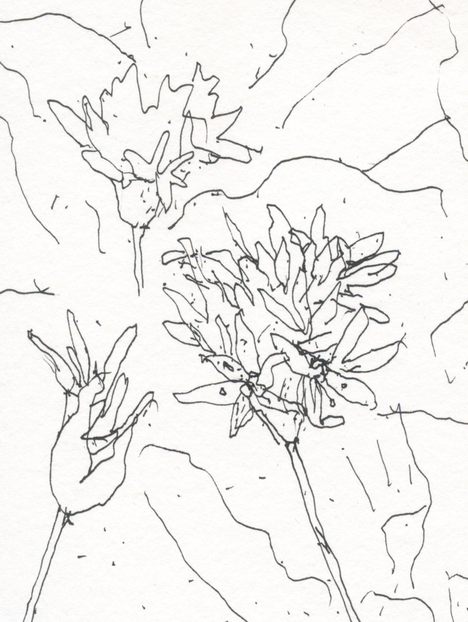 2Wild Garlic in flower web D.jpg