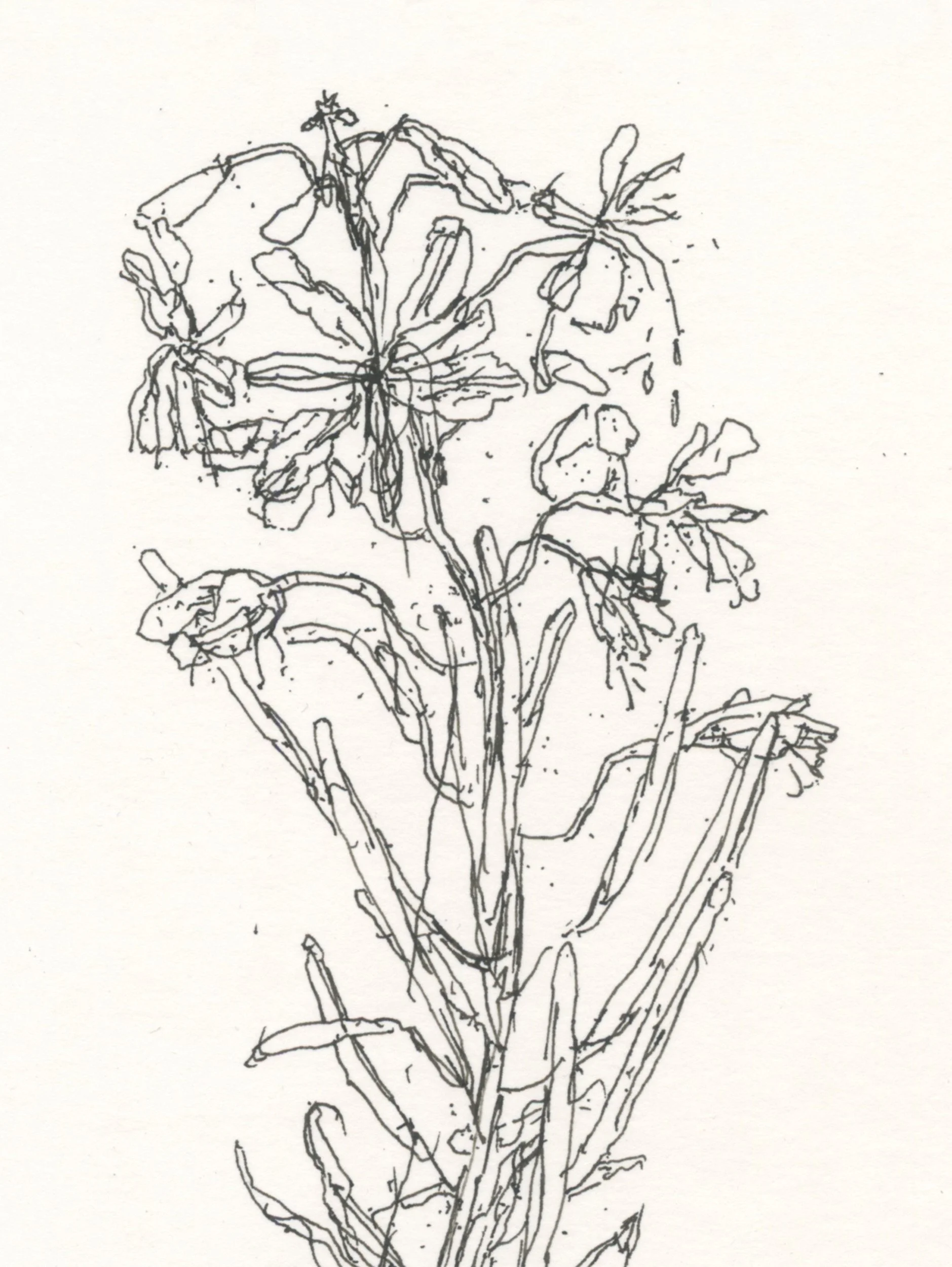 1Rosebay Willowherb web D.jpg