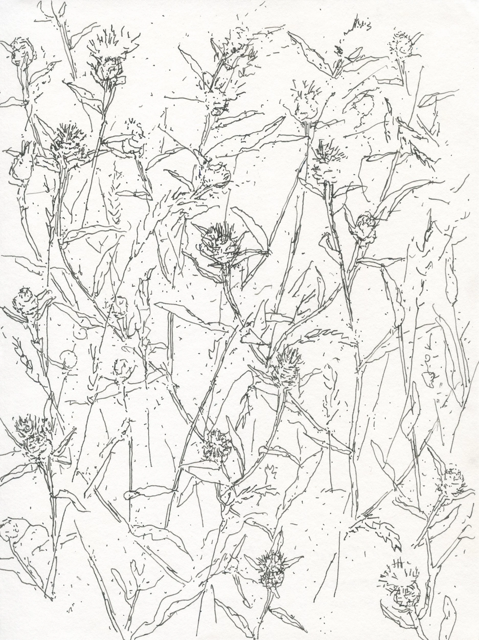 2Knapweed Wales web.jpg