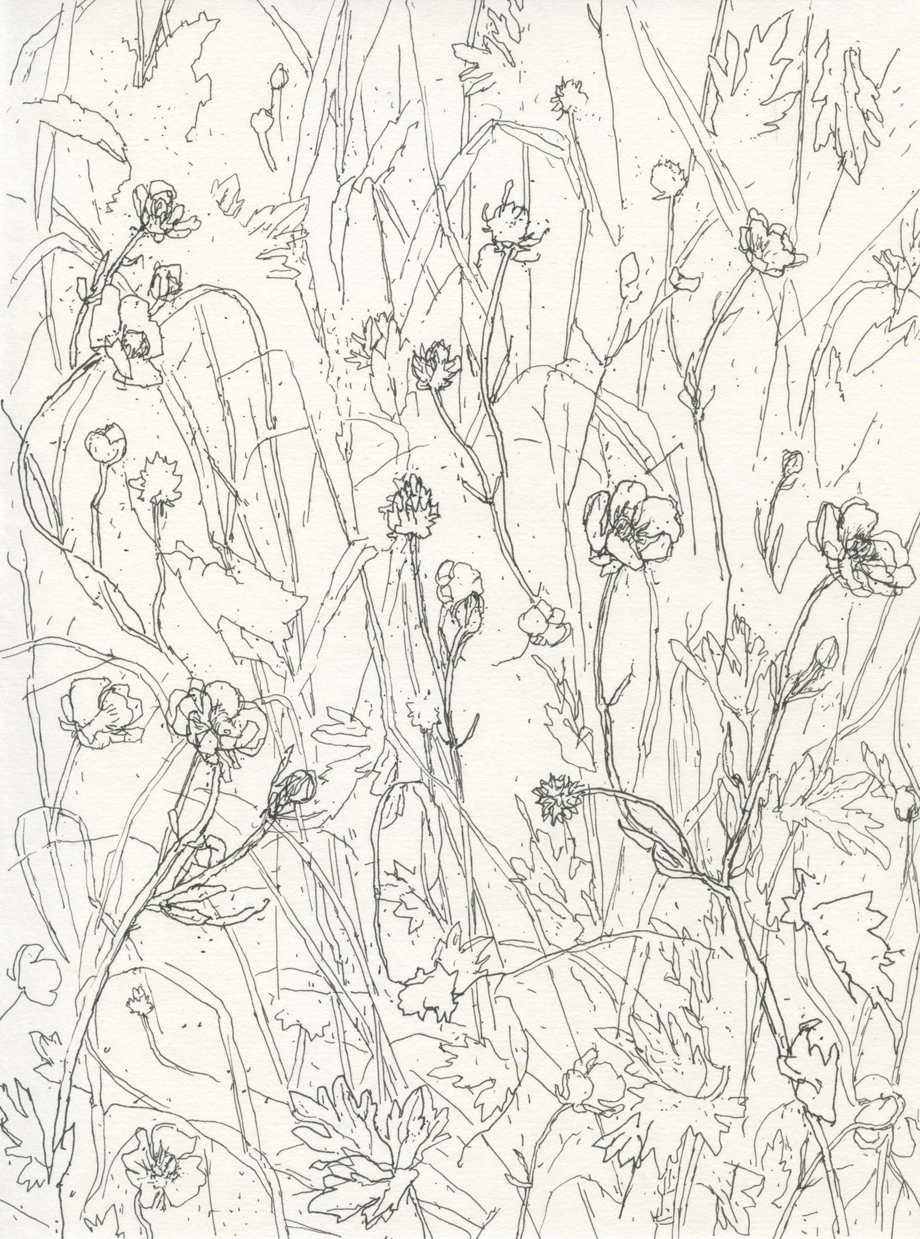 3Buttercup Field web.jpg