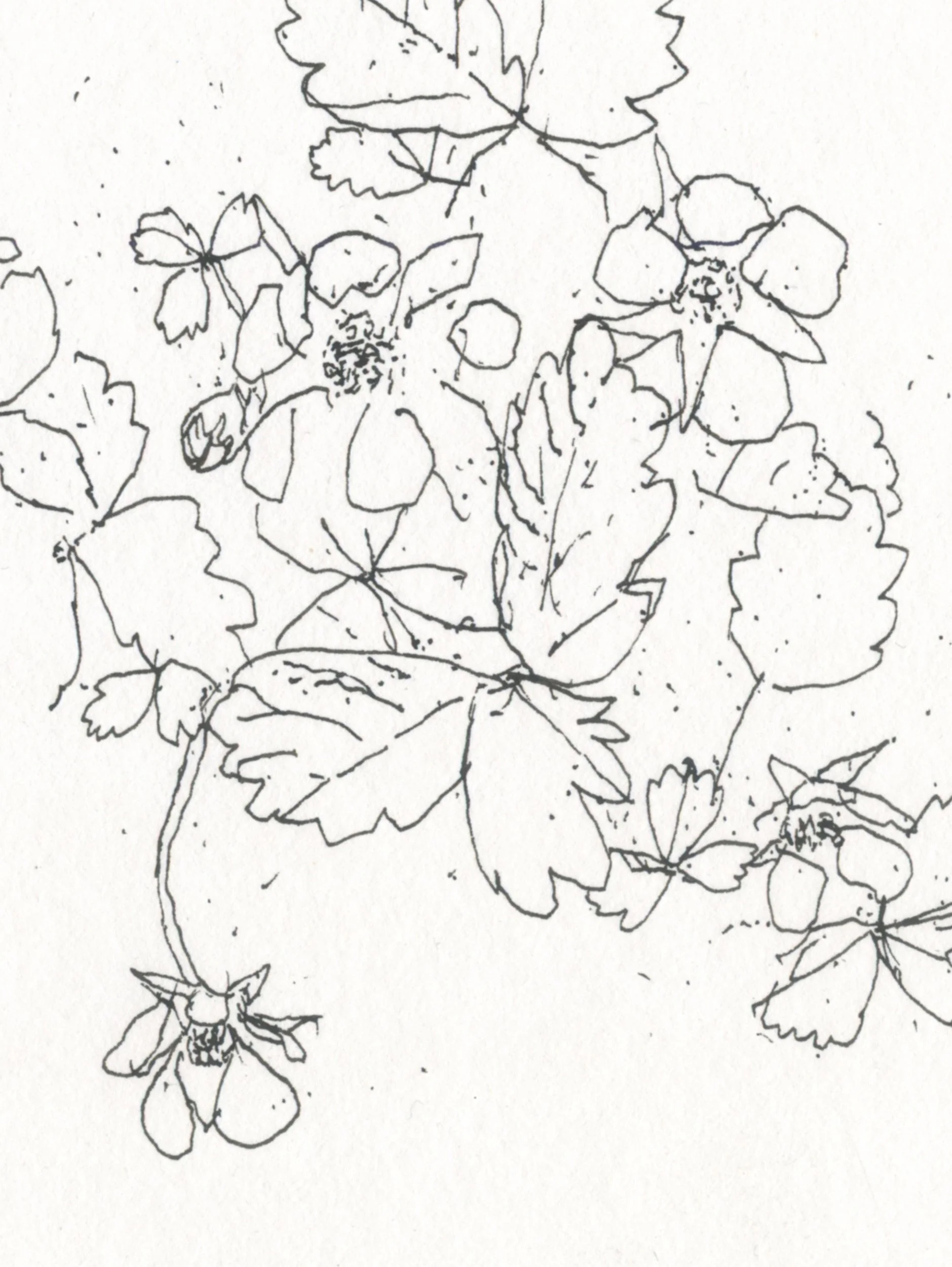 2aBarren Strawberry web D.jpg
