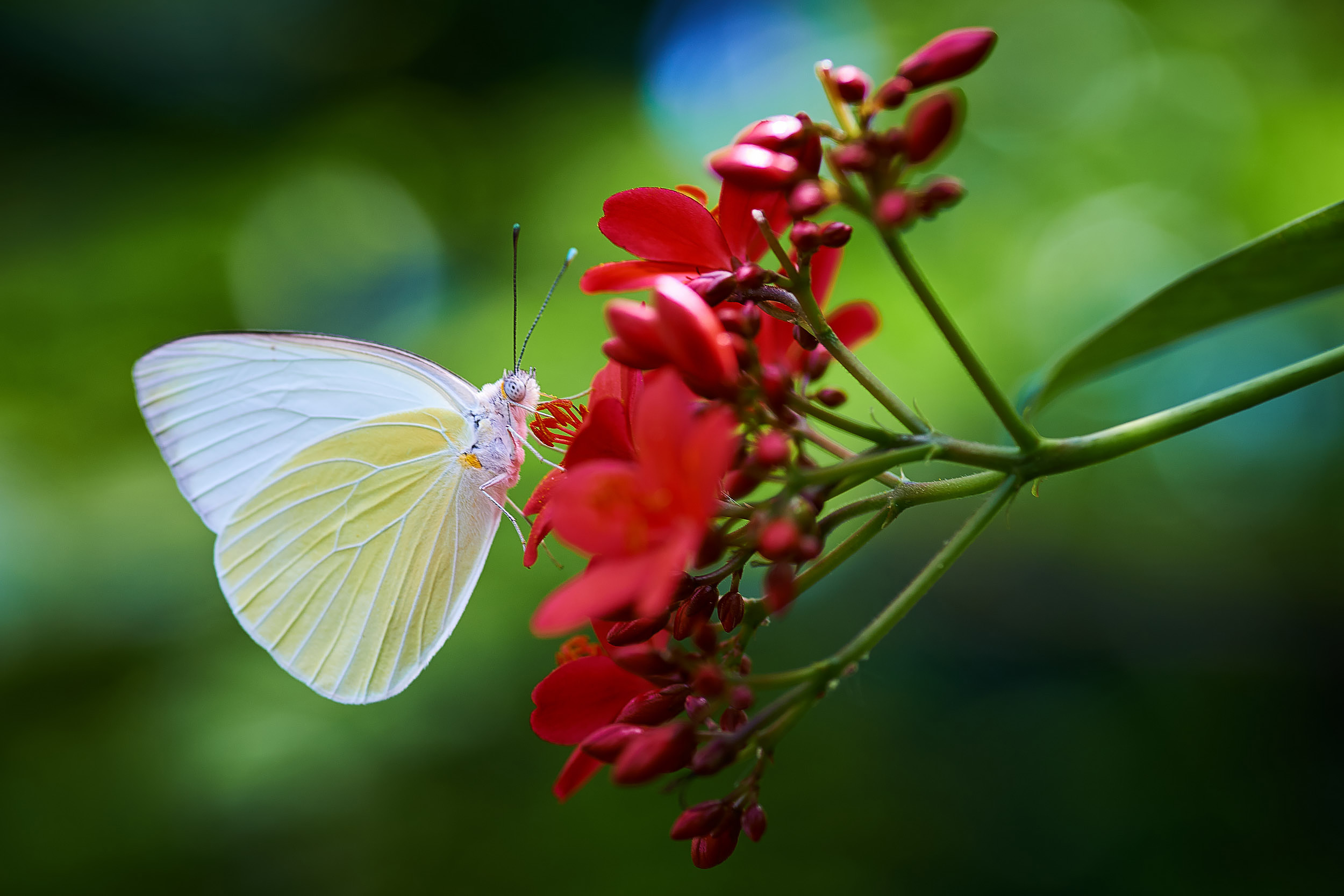 White Beauty in Phipps