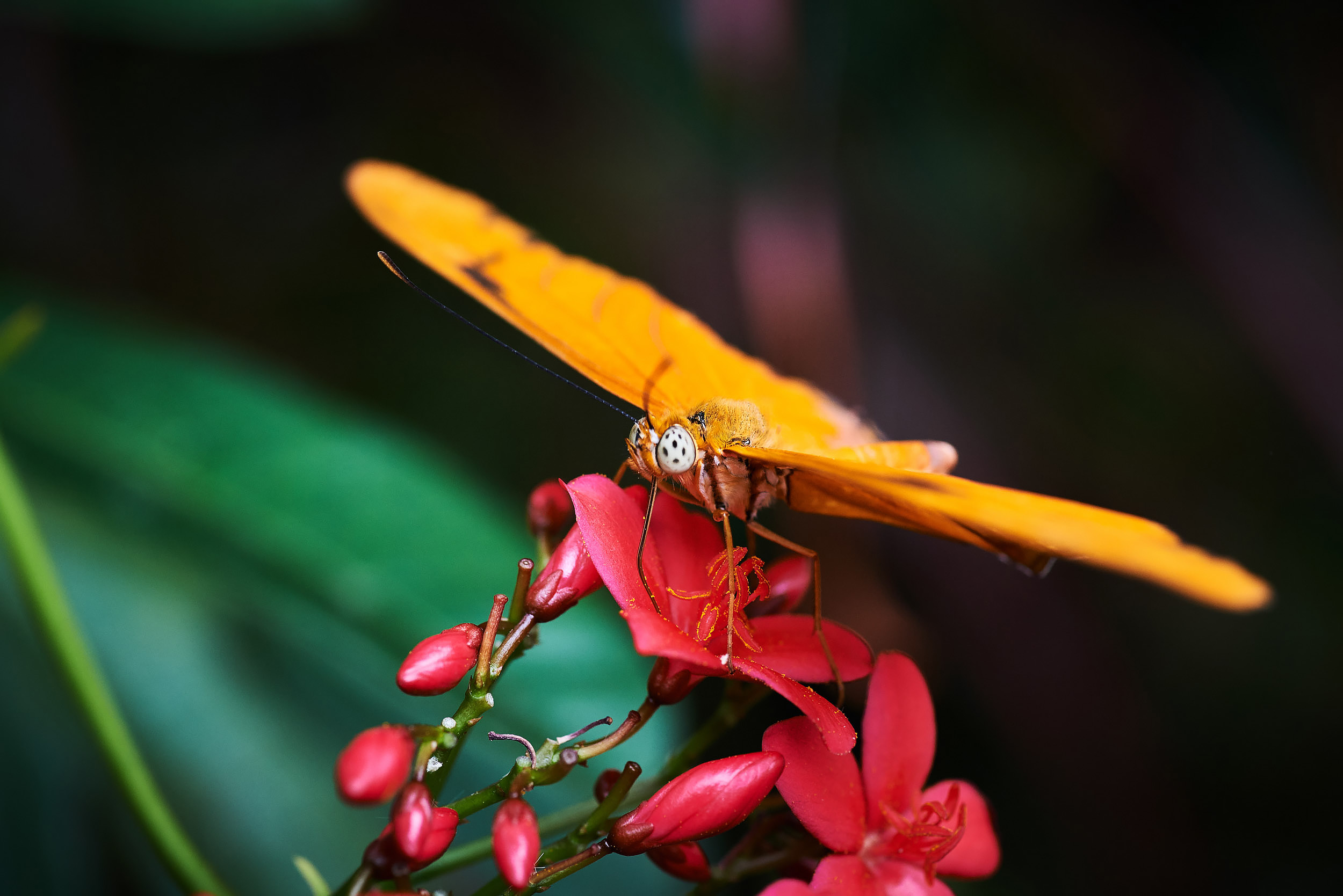 Orange Beauty