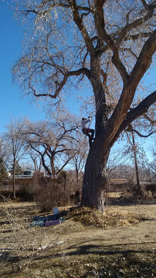 ClimbingCottonwood.jpg
