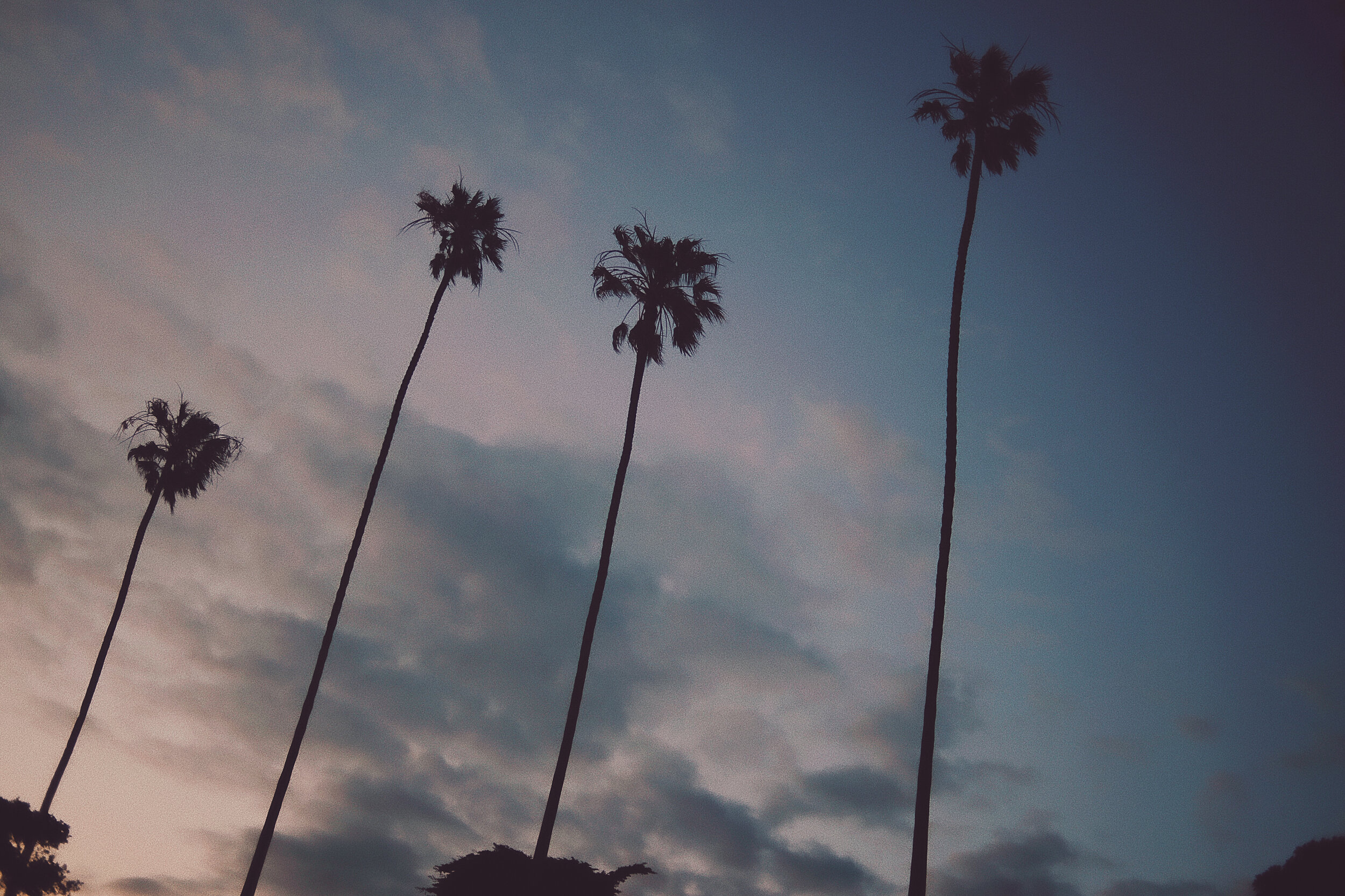 California Palms.jpg