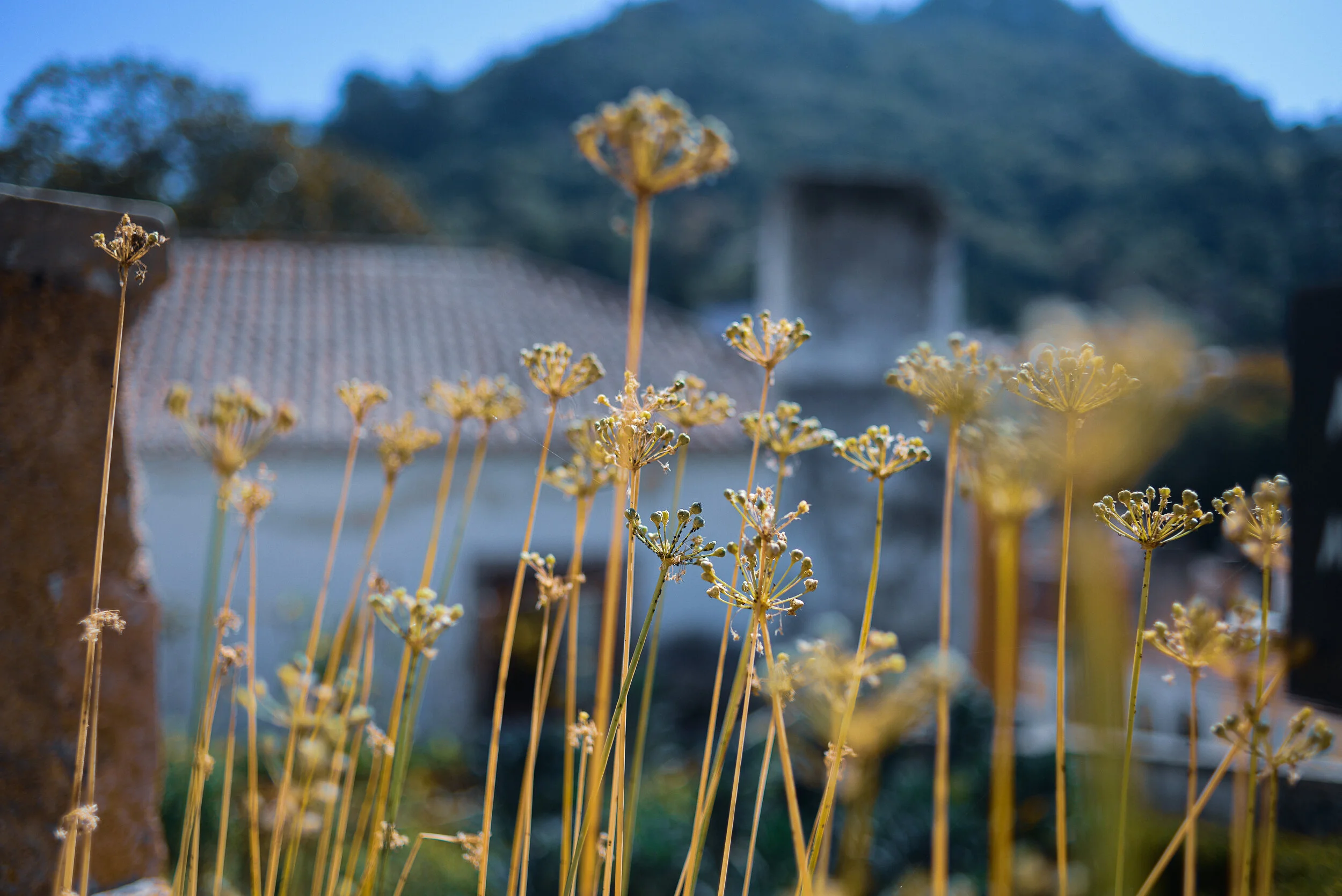 Sintra Gardens.jpg