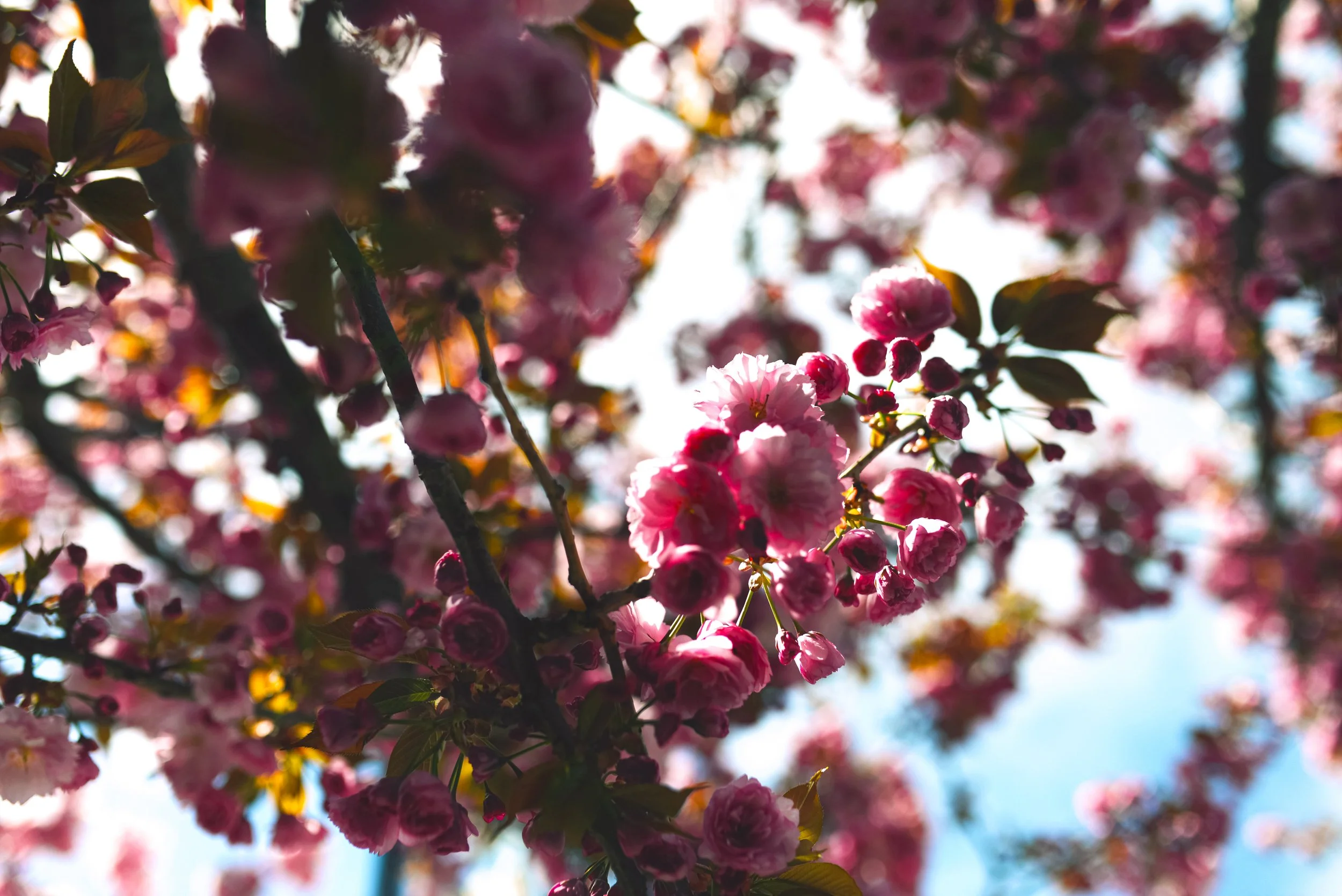 Dogwood Tree, Red Hook.jpg