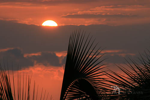 Hawaii - sunset palms-2.jpg