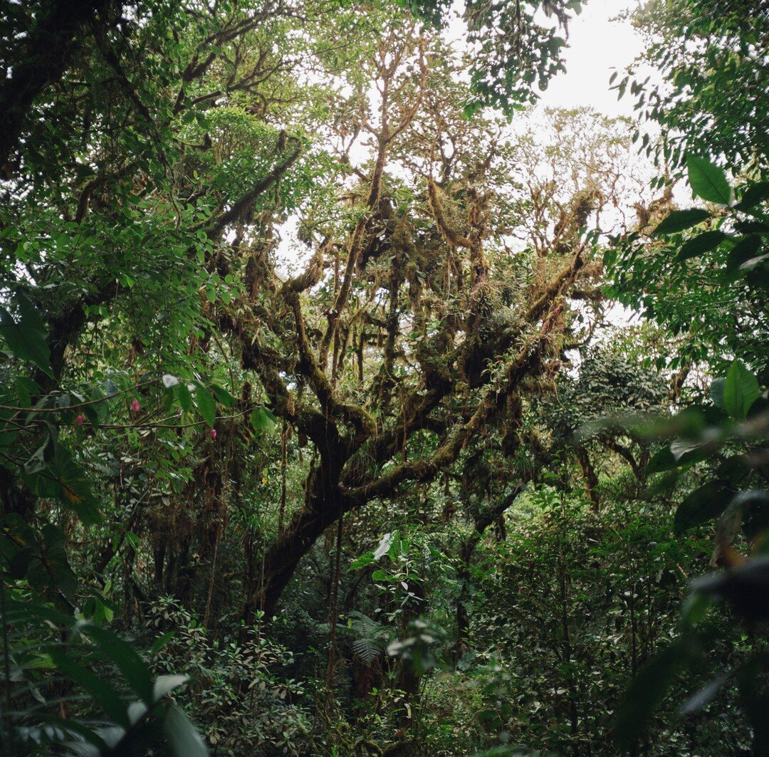 Scenes from the Cloud Forest and an excuse for another photographic rant. Unlike any other place I&rsquo;ve been, Costa Rica was challenging to photograph. Growing up in the West I&rsquo;m accustomed to open forests and grand vistas which make for th