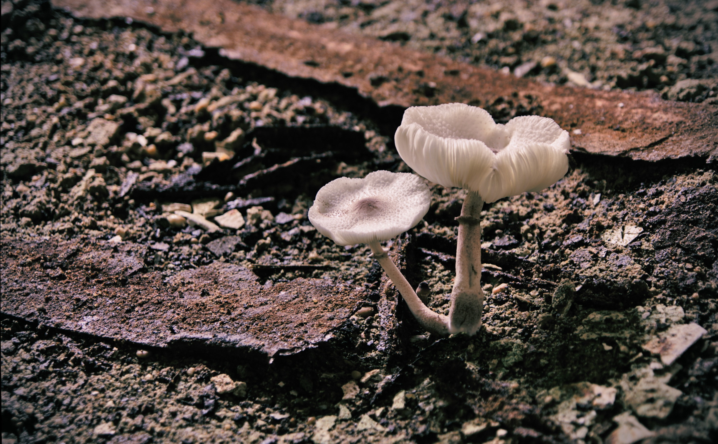 Mushroom aiding in the decomposition of the floor of the Jemison Center.