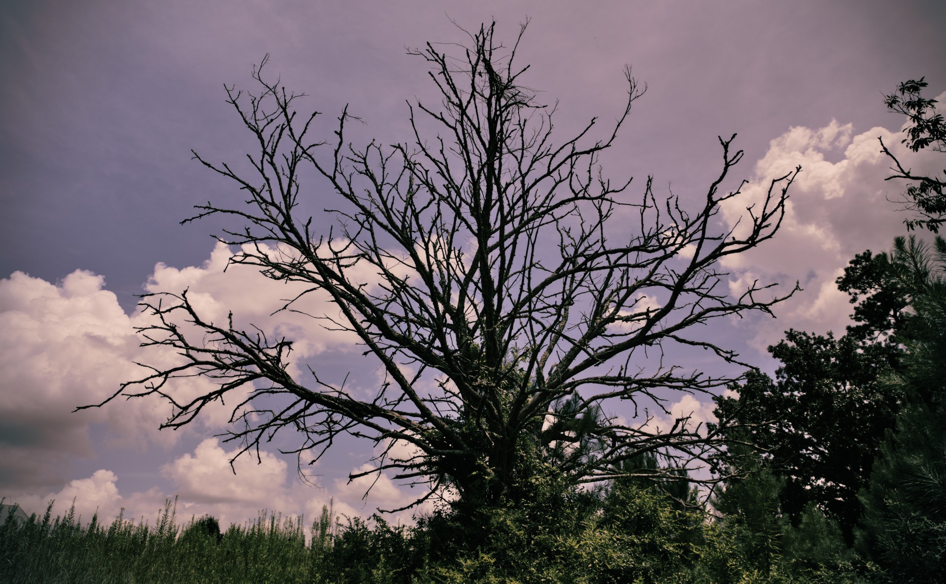 Creepy tree on the Jemison Plantation. 