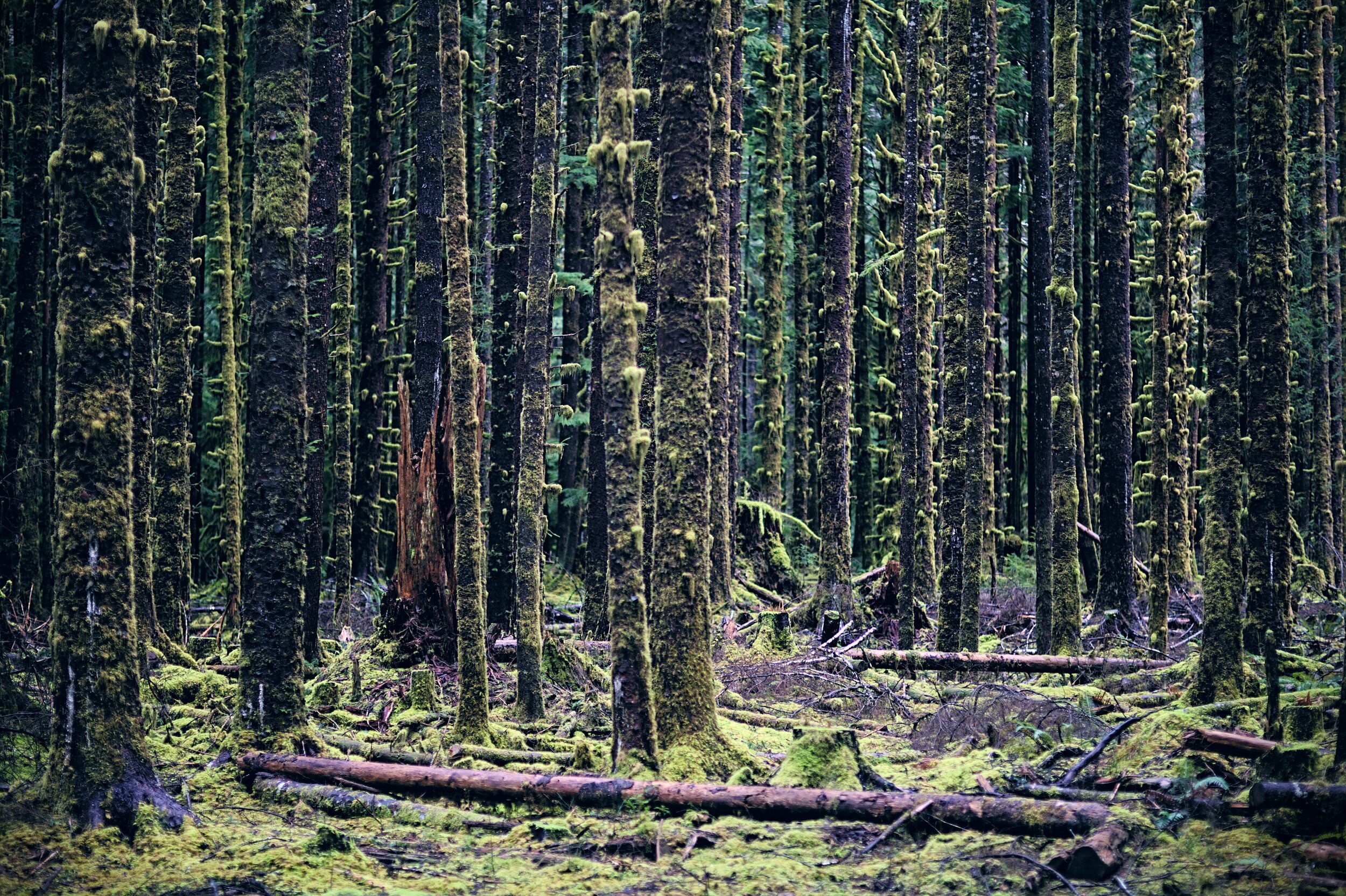 Hoh Rainforest [24119].jpeg