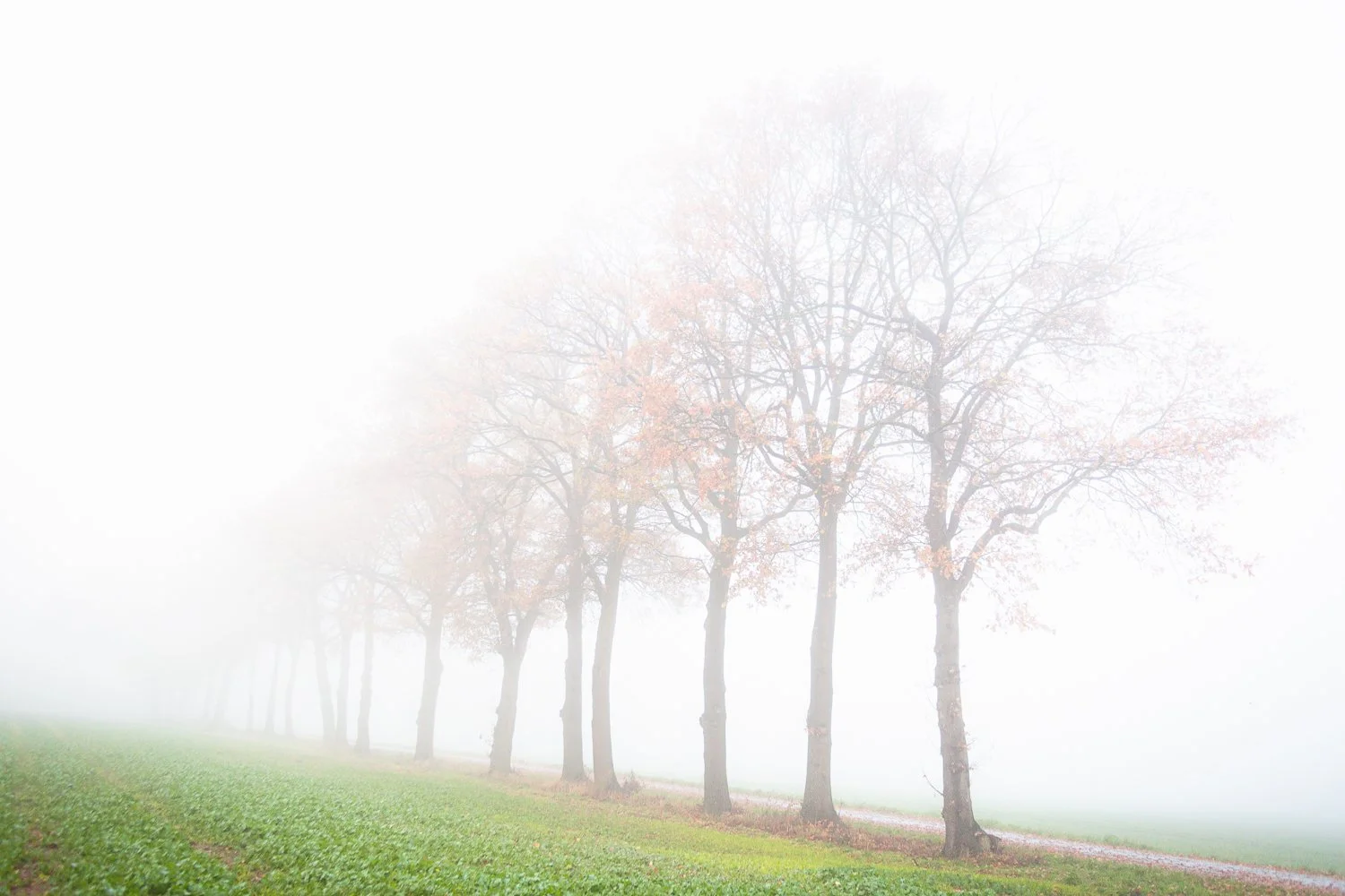 A foggy scene of trees with sparse leaves and green grass.