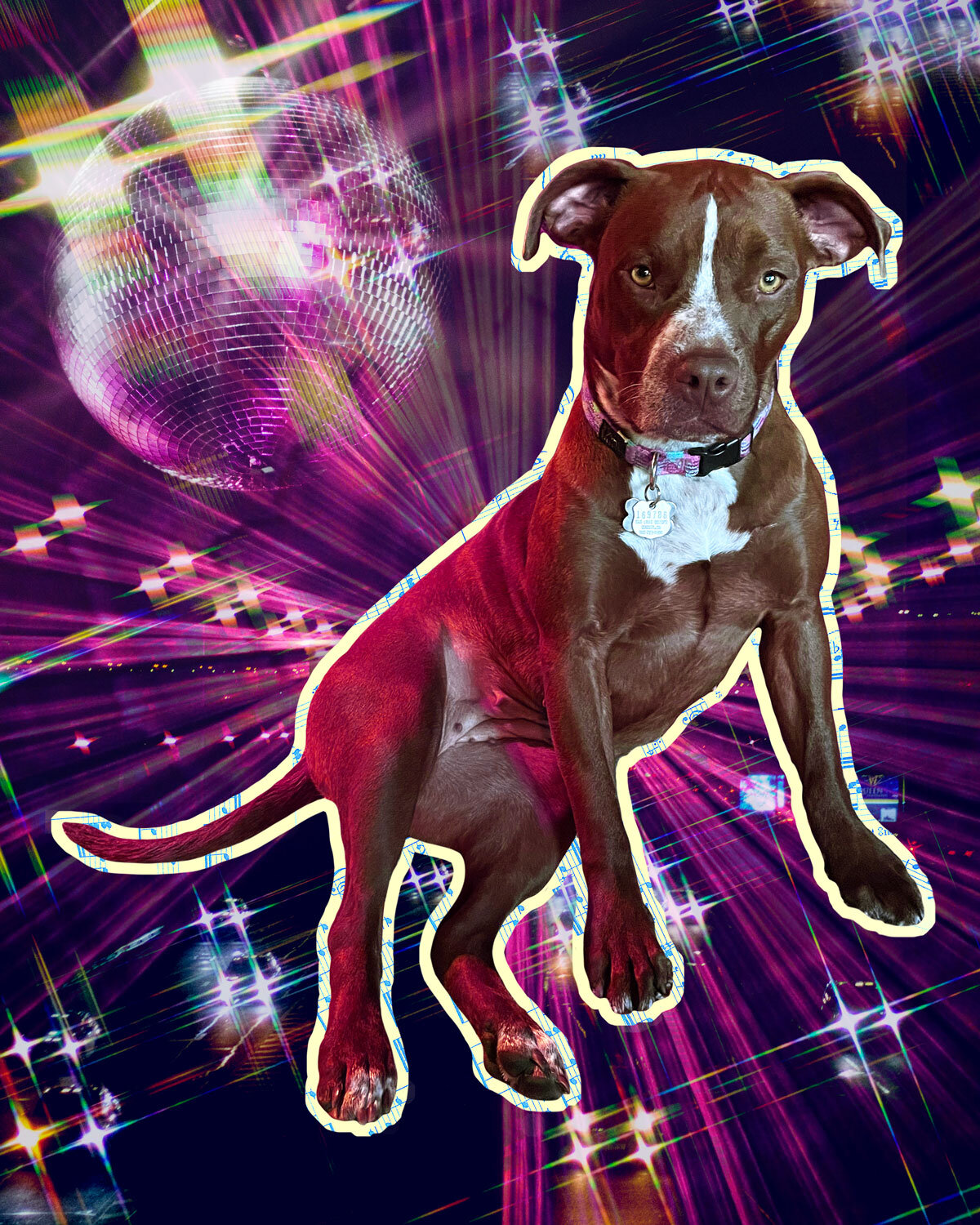 Disco_Dog-Web.jpg