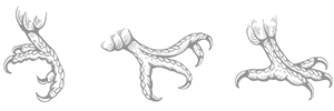 3claws.gif