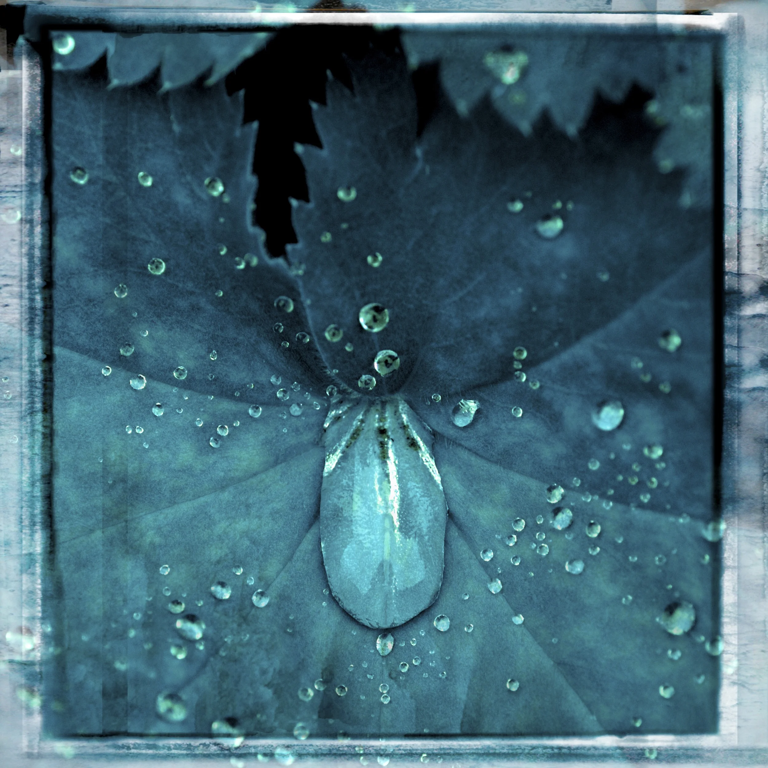 Header - Wet Leaf Tall NO WORDS.jpg