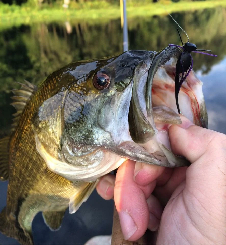 I caught some great bass on gurglers late in the evening ...