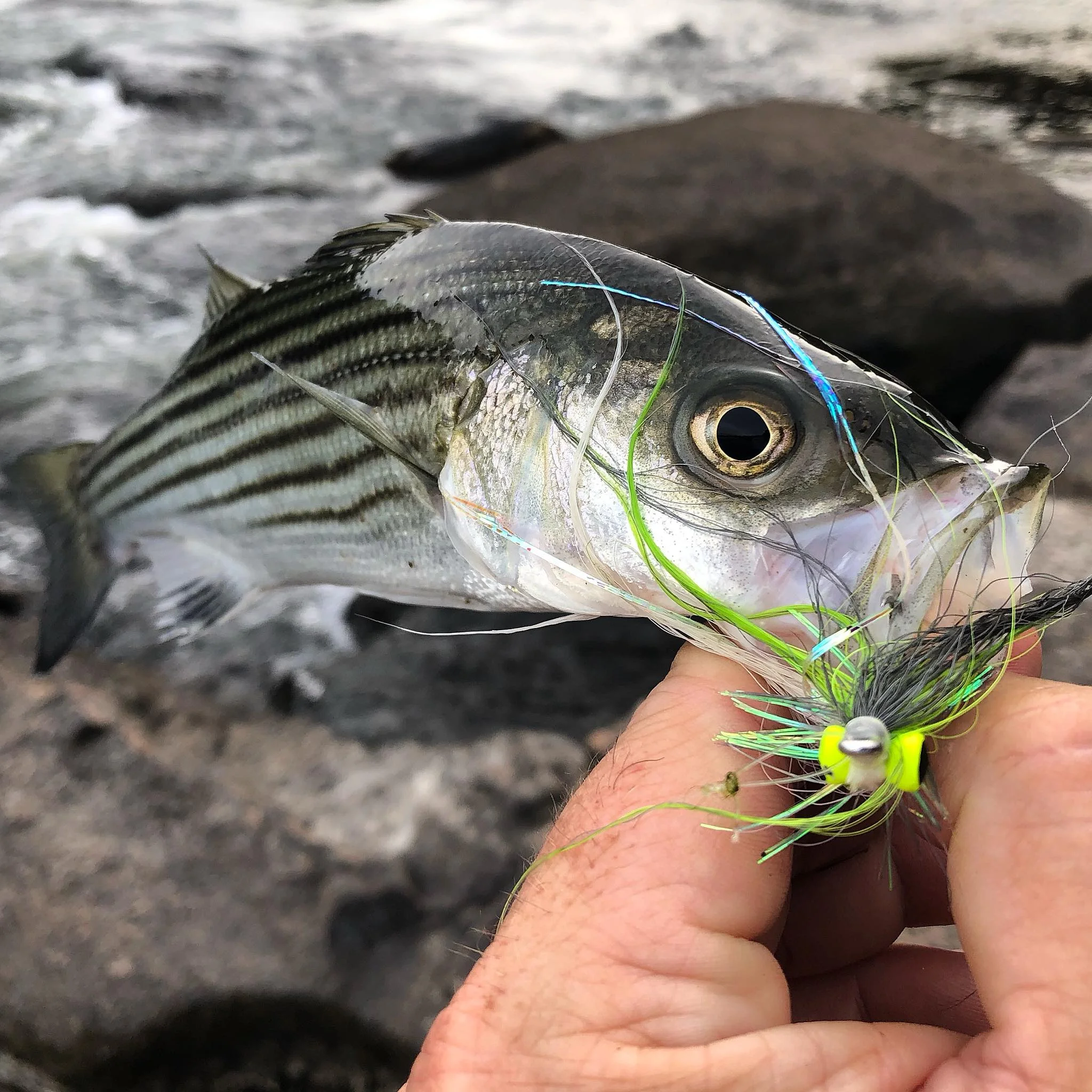 A Saluda river striped bass...
