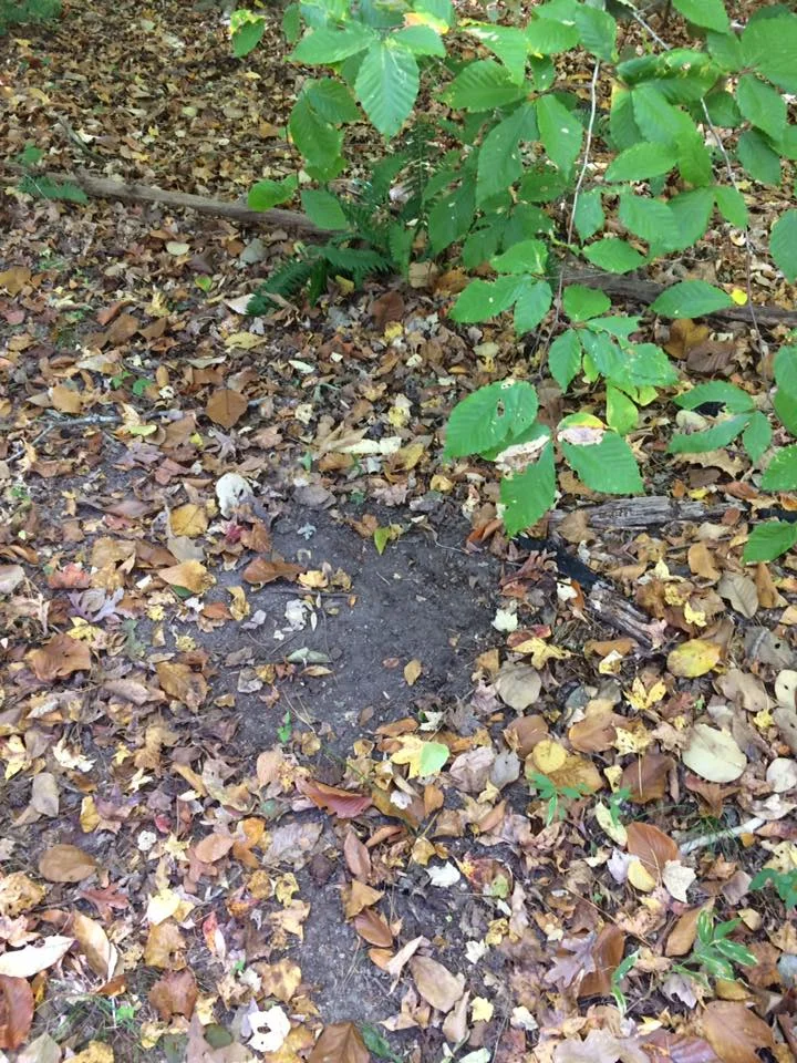 There was buck sign everywhere....