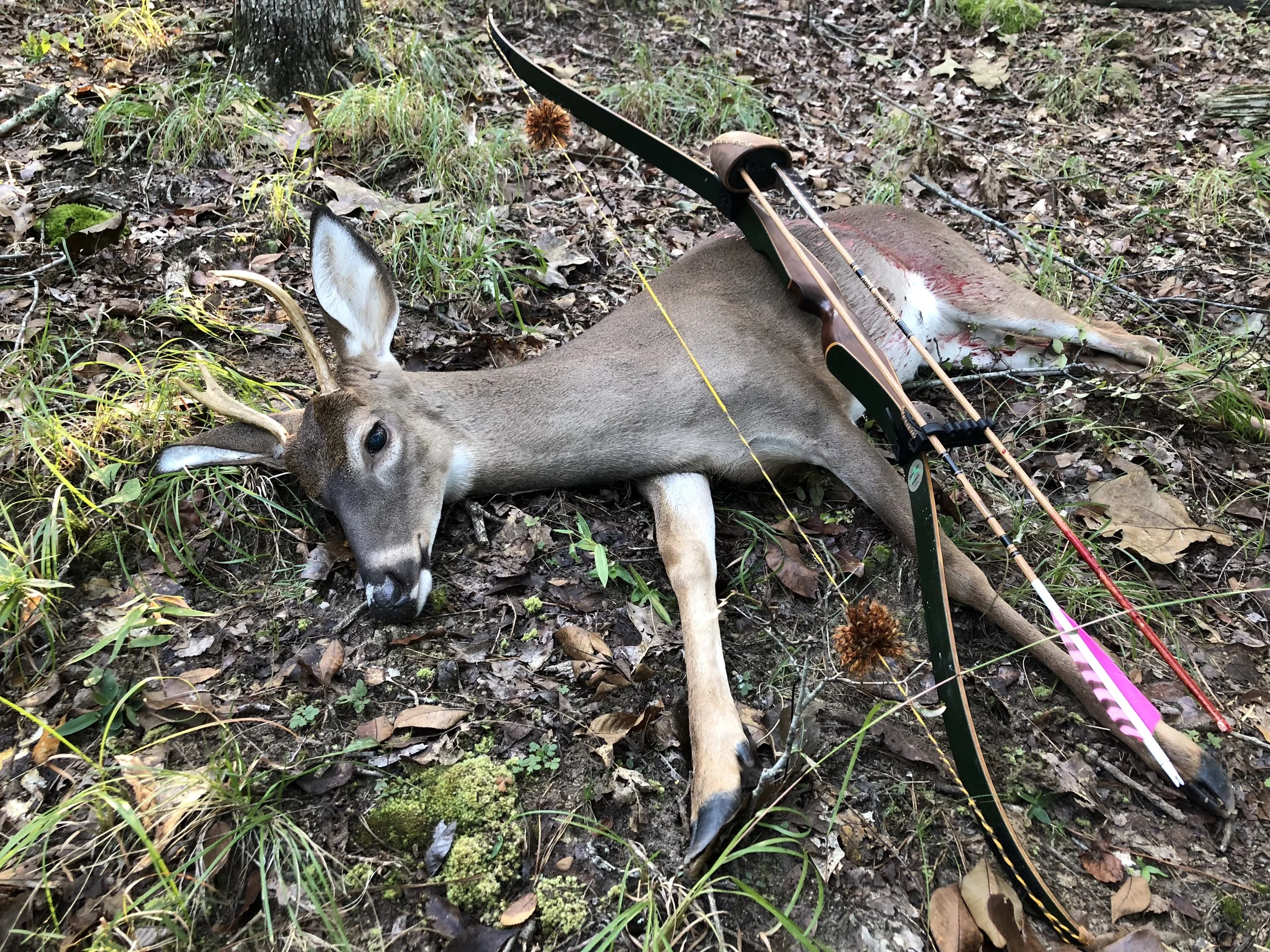 Public land, a 40 year old recurve, and a trophy….