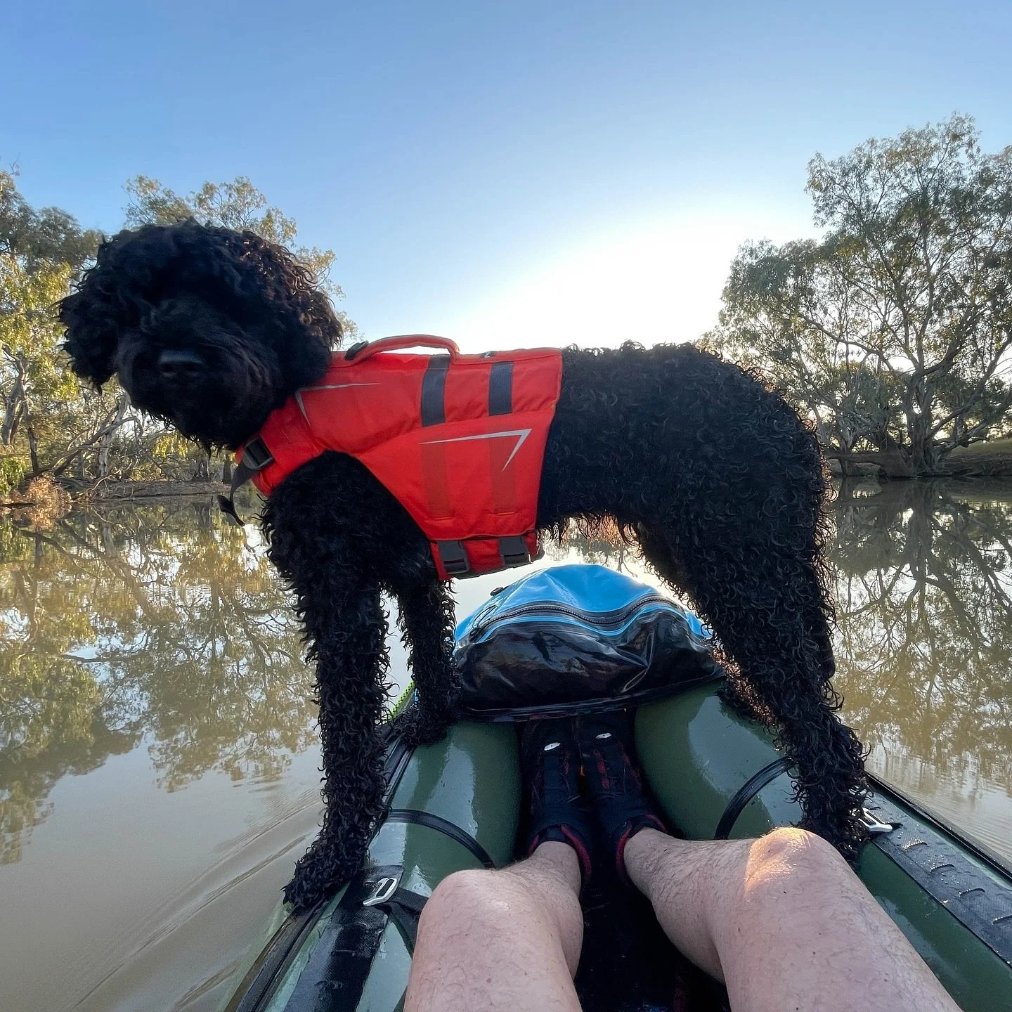 Happy International Dog Day 🐶💚

Snowy is part of the team here at Pack Raft Australia. From river journeys to camp life, he&rsquo;s always close by &mdash; a reminder that adventure isn&rsquo;t just about the places we reach, but the company we kee