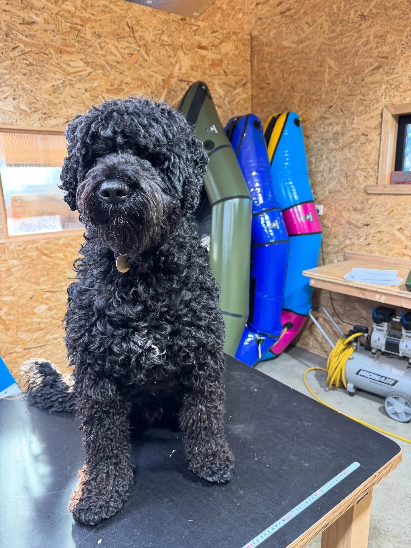 🔧🐾 Workshop Wednesdays
From floor reinforcement, tube repairs and valve upgrades &mdash; we fix it all.
Snowy the workshop dog? He&rsquo;s head of &ldquo;quality control.&rdquo; 🐶💚
Packrafts + paws = the perfect combo.

👉 Got a repair question y