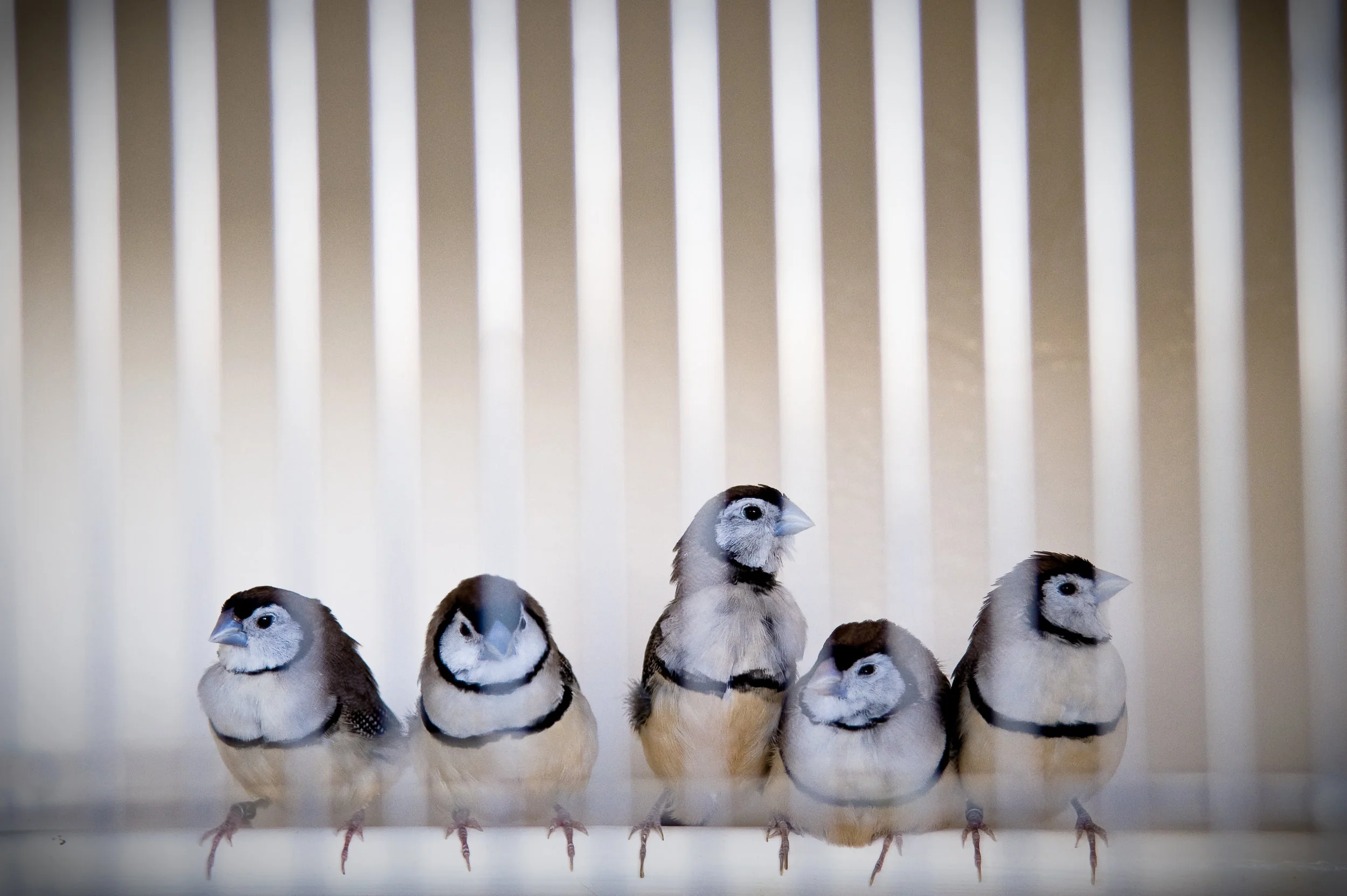 paris birds.jpg