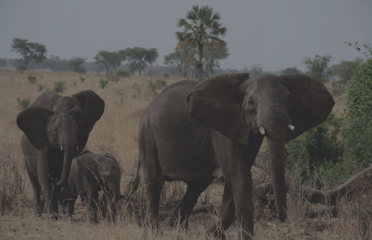 Uganda Elephants2.png
