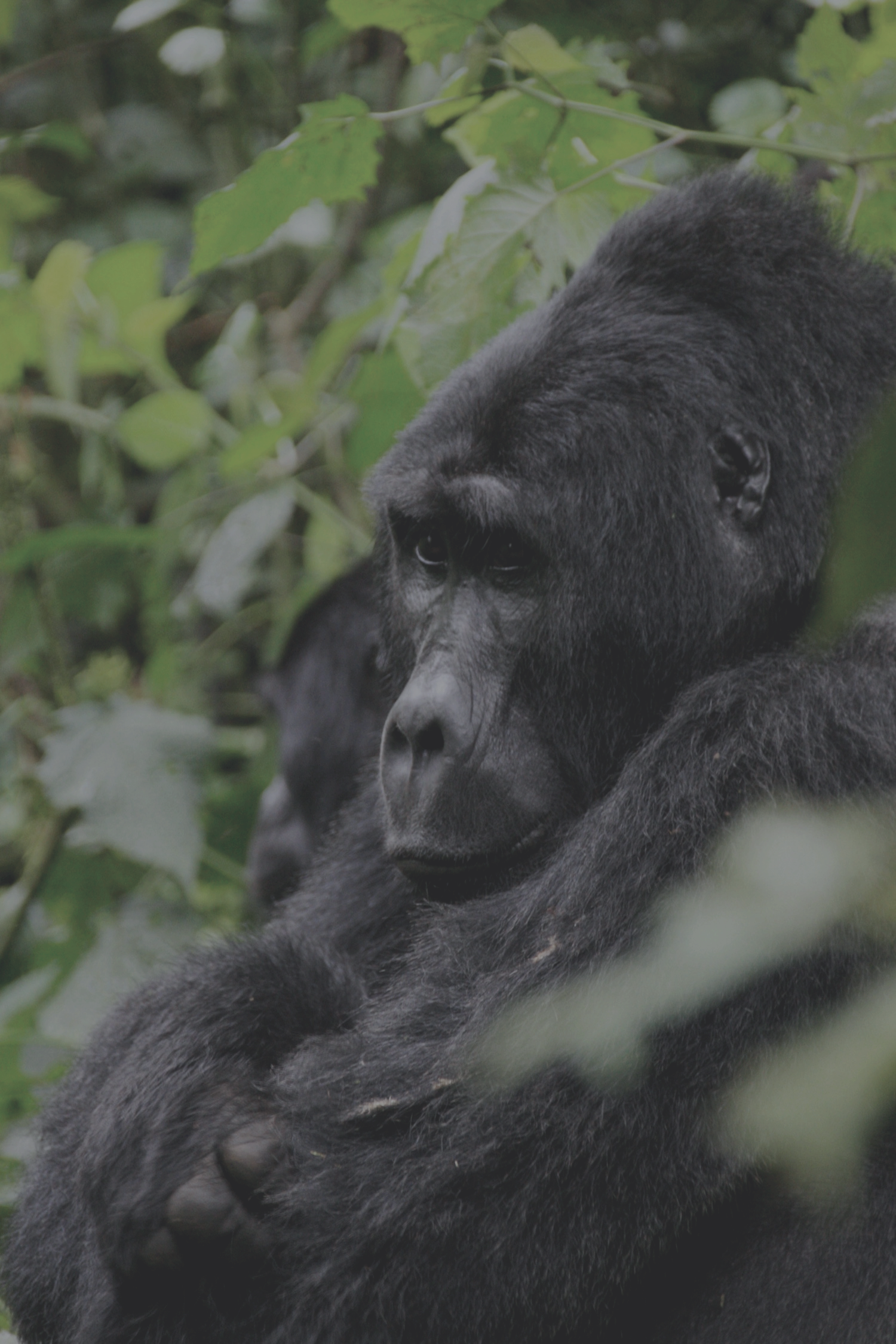 ITKE Uganda Gorilla Trekking.png