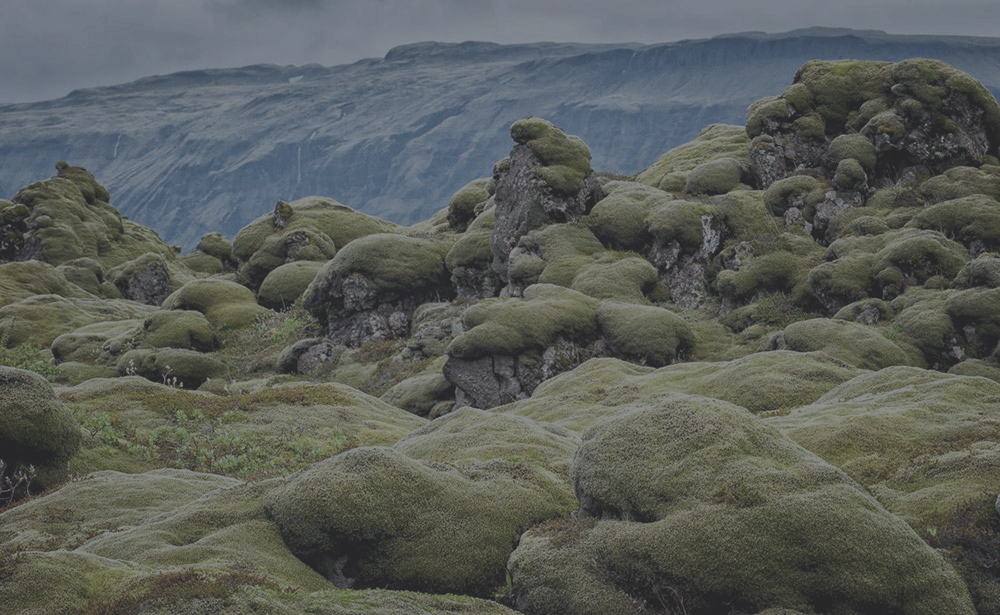 PHOTO: MOSS-COVERED LAVA FIELDS