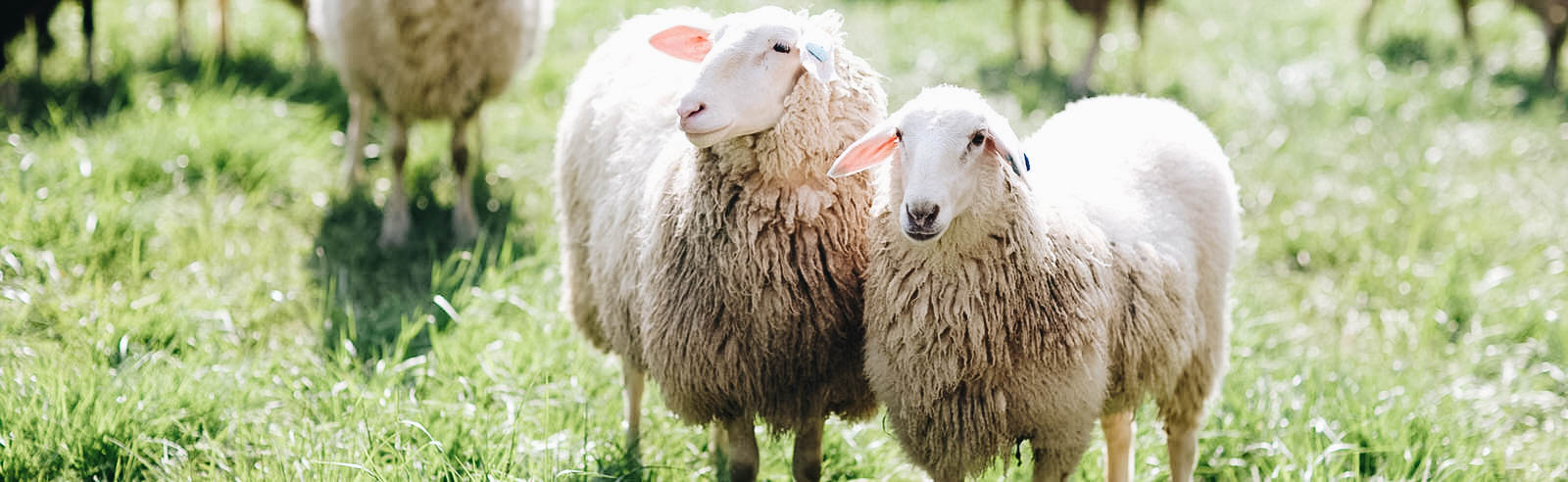 sheep-hero.jpg