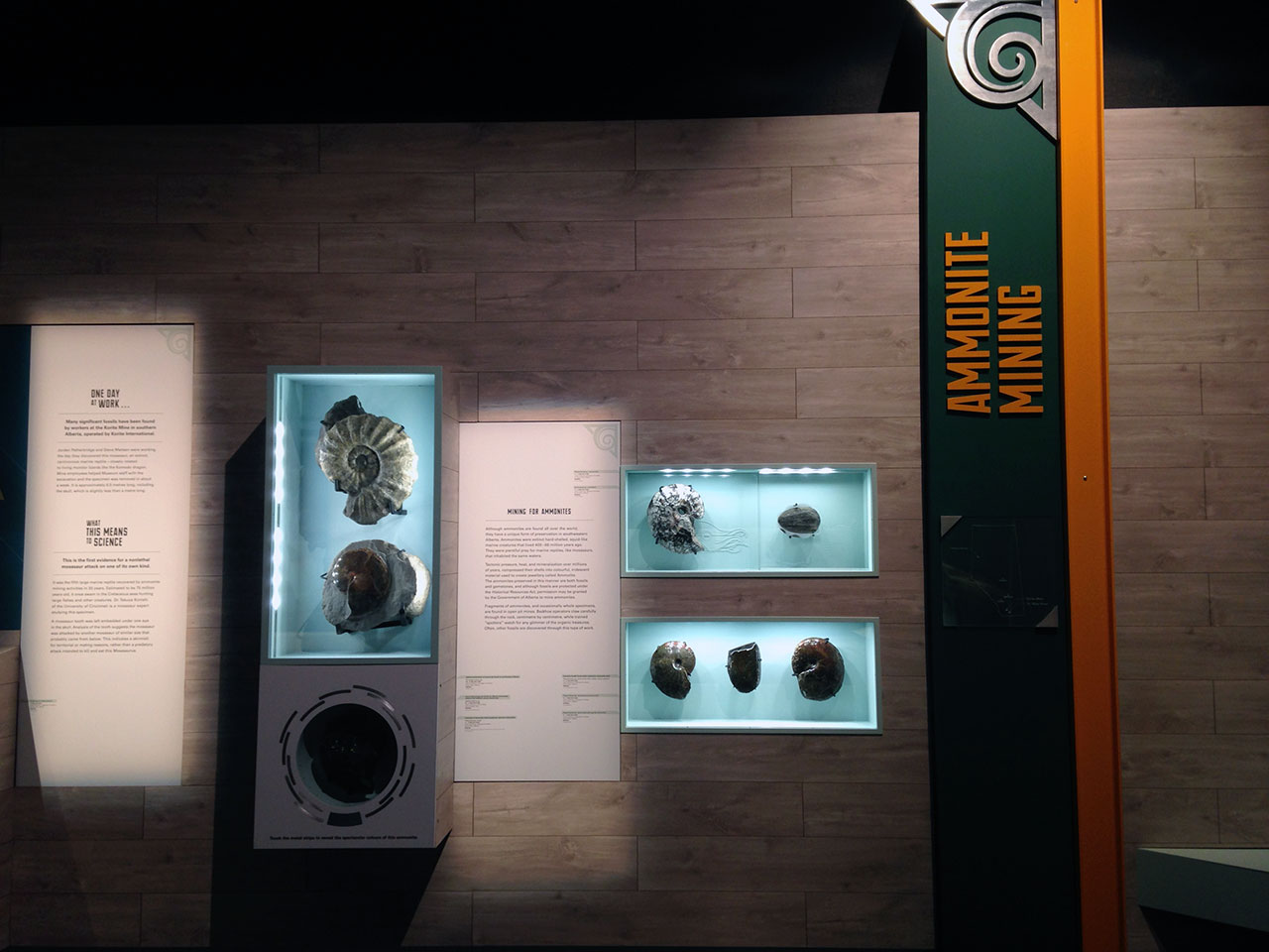 GFD_ammonites.jpg