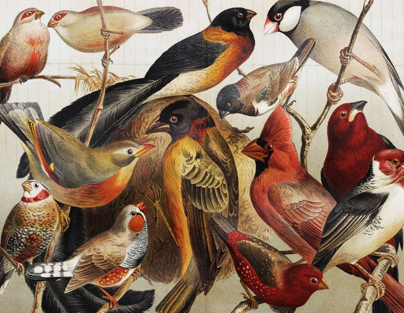 vintage_birds(1).jpg