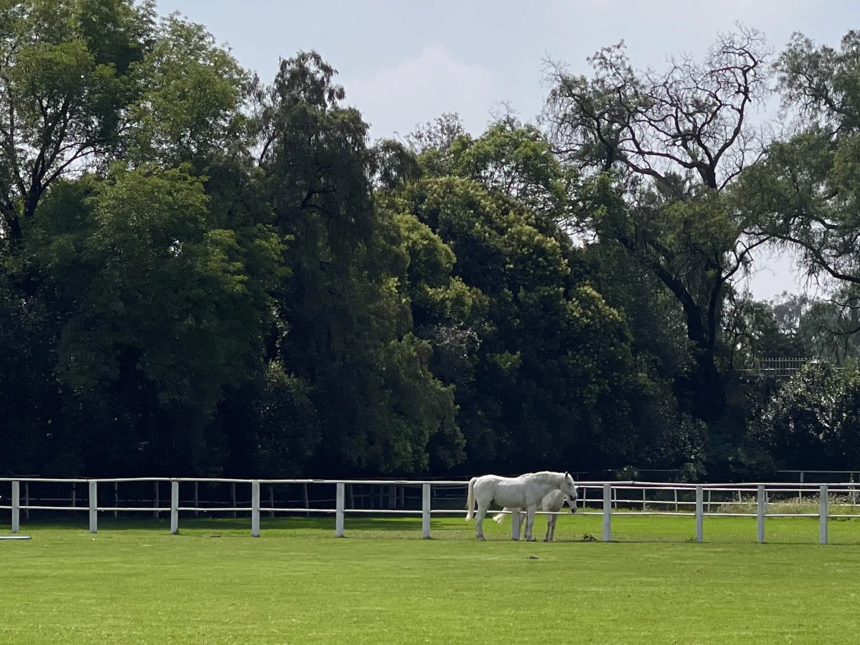 White horses at Cuadra San Cristobal