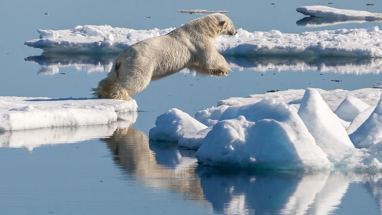 A polar bear jumps from one ice floe to another in Svalbard, Norway