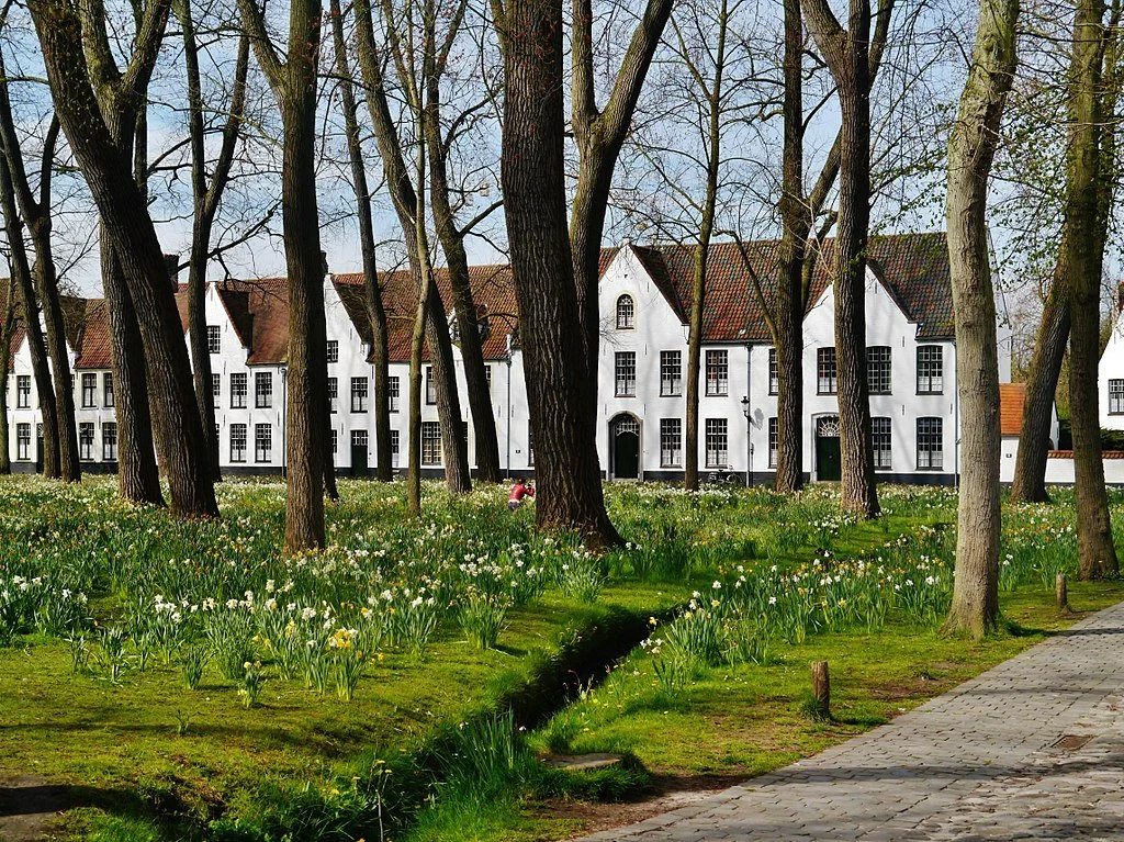 Long white monastic buildings at the Begijnhof (Beguinage Ten Wijngaerd) seen through the trees by grass with white flowers in Bruges, Belgium