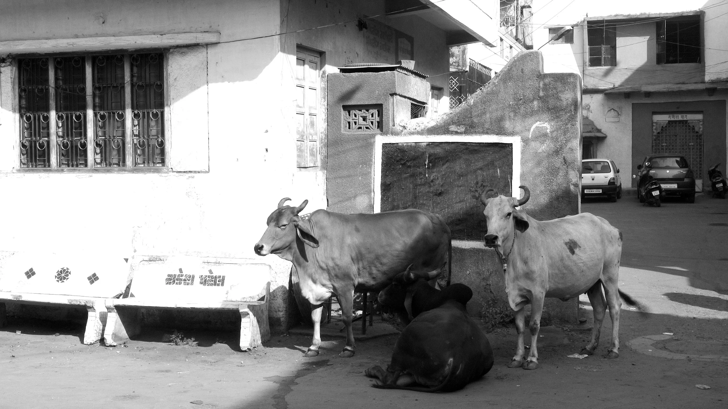 Holy Cow! Sacred Cow!
