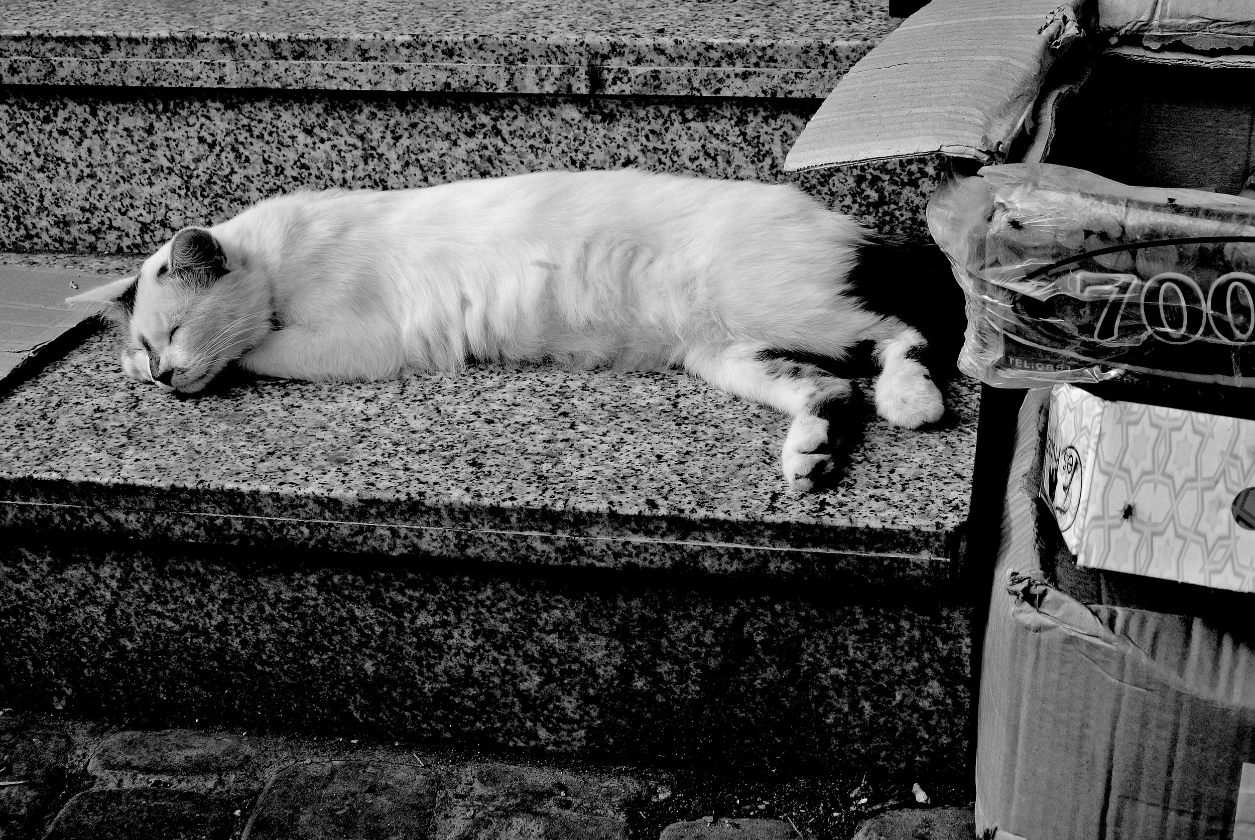 DSC_2843.JPG