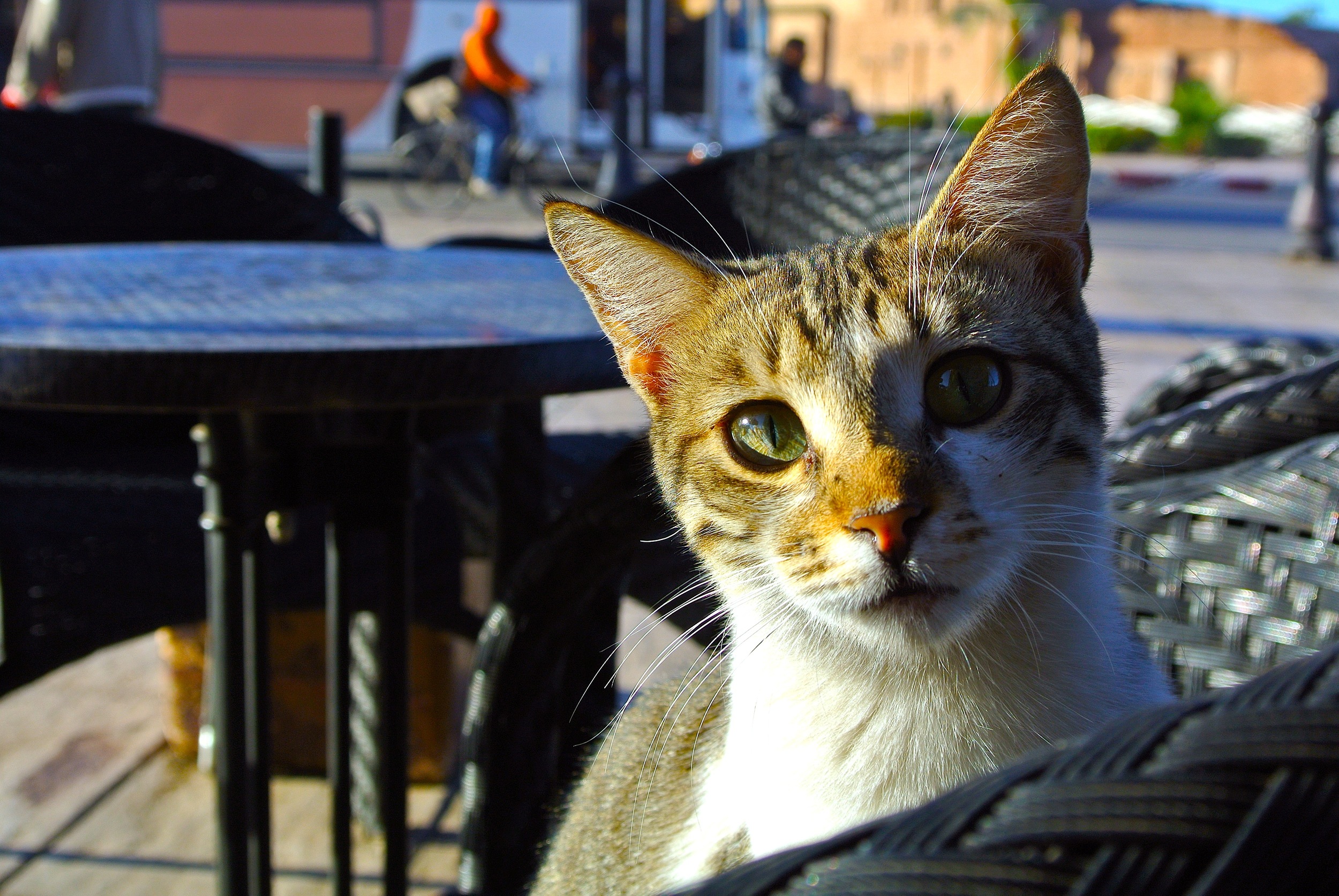 DSC_2946.JPG