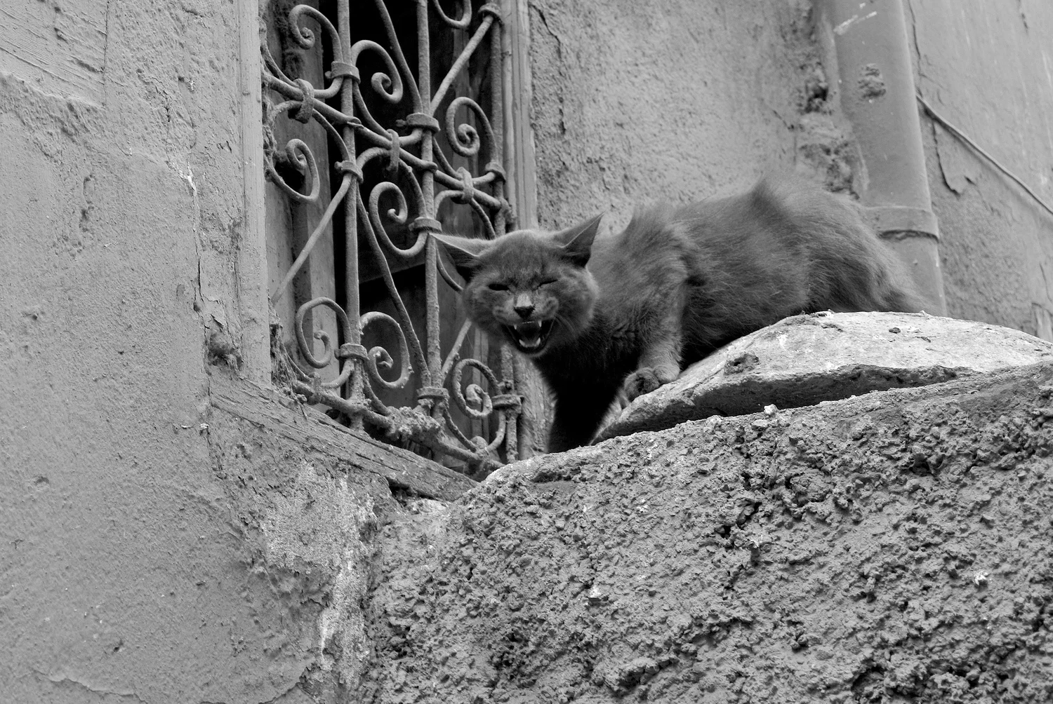 The Cats Of Marrakech