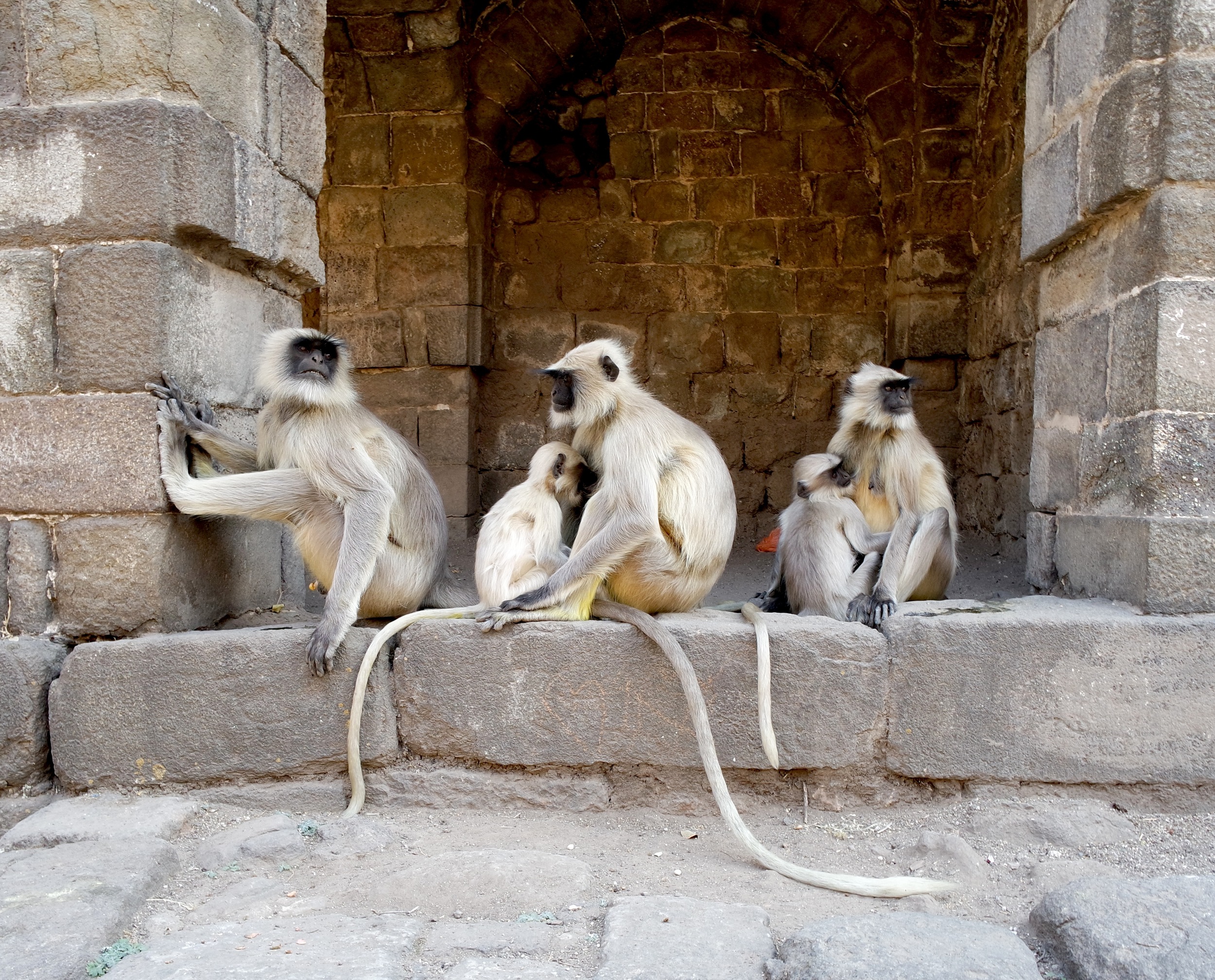  Langur monkeys are found throughout the complex 