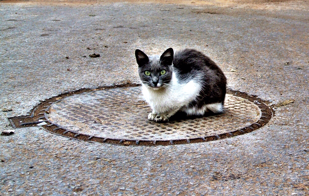 catcircle.JPG