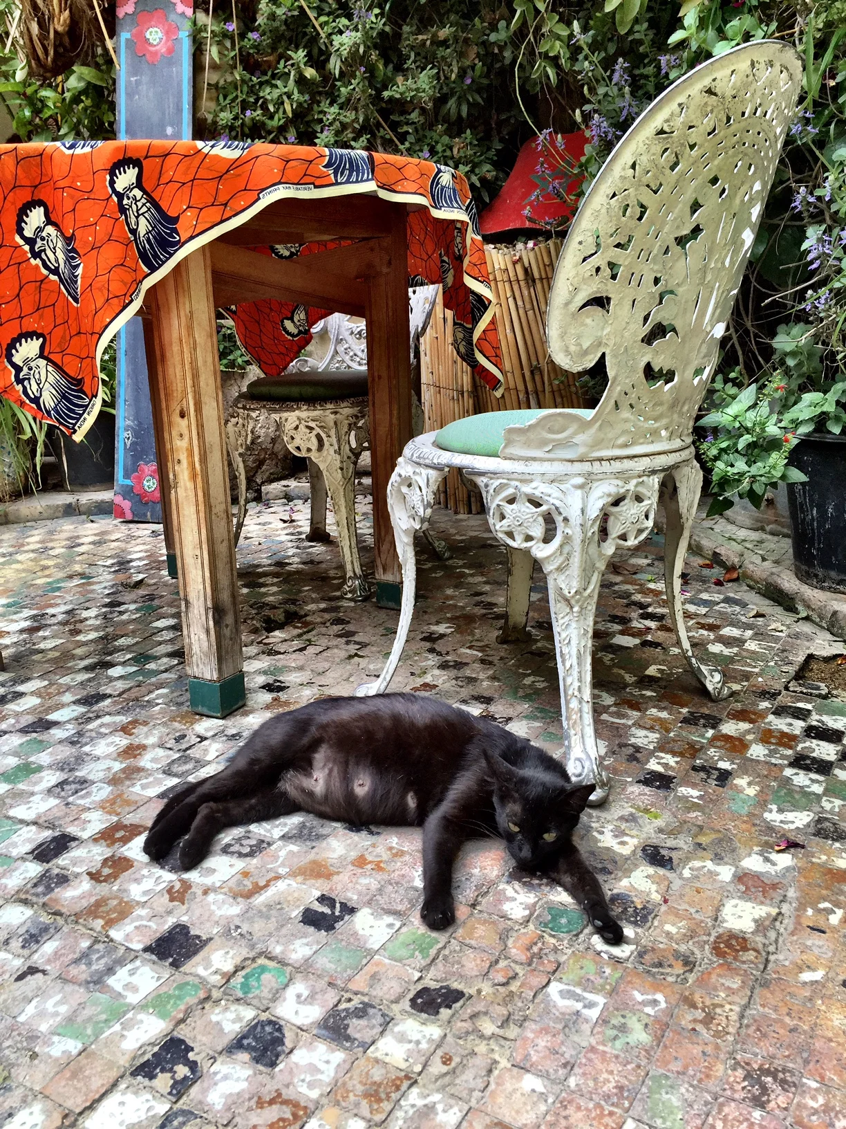 catgarden.JPG