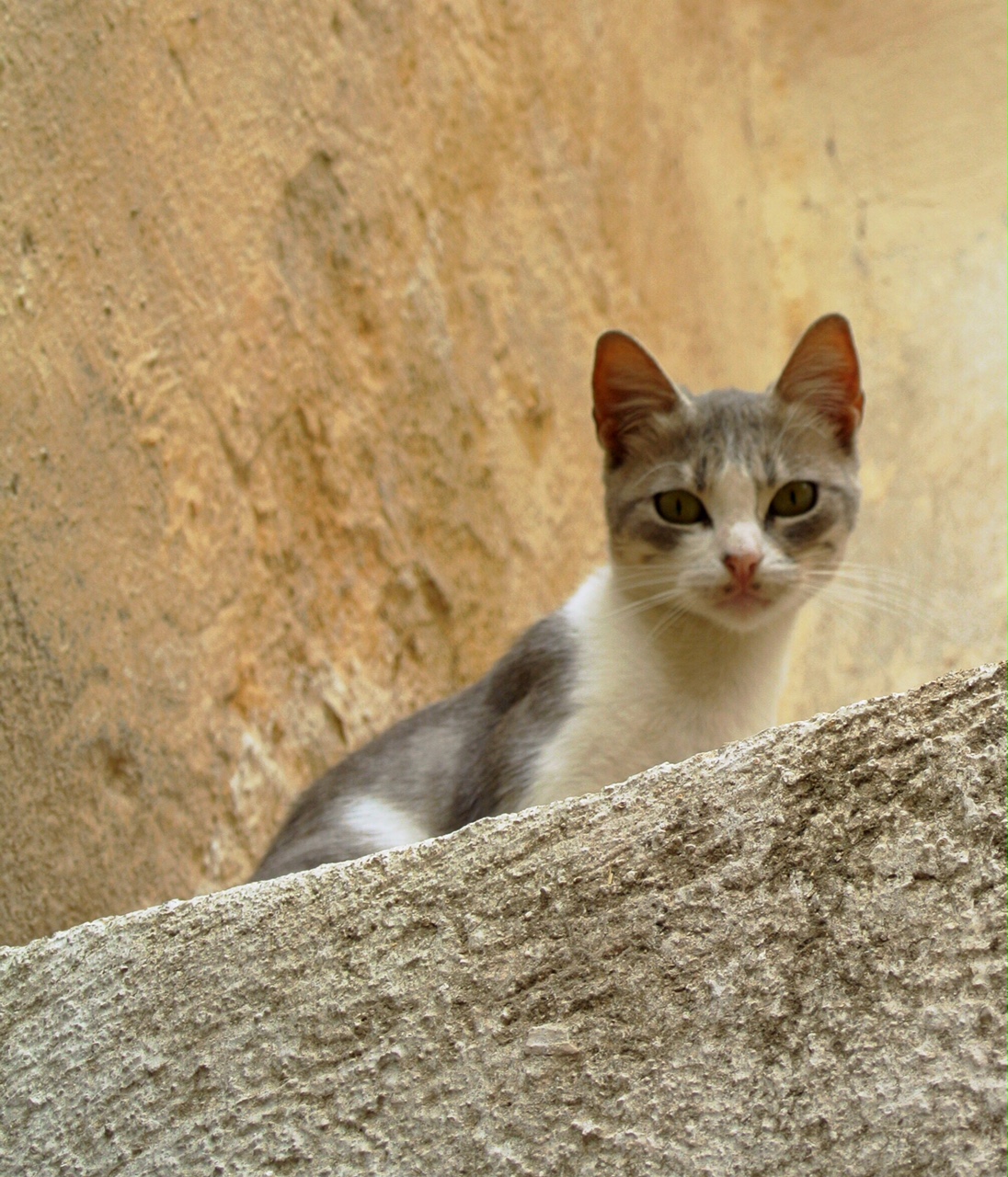 catpeek2.JPG