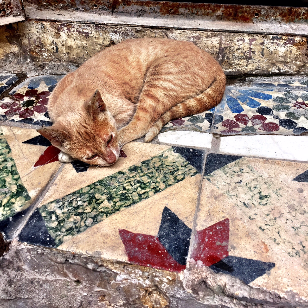 catstar.JPG